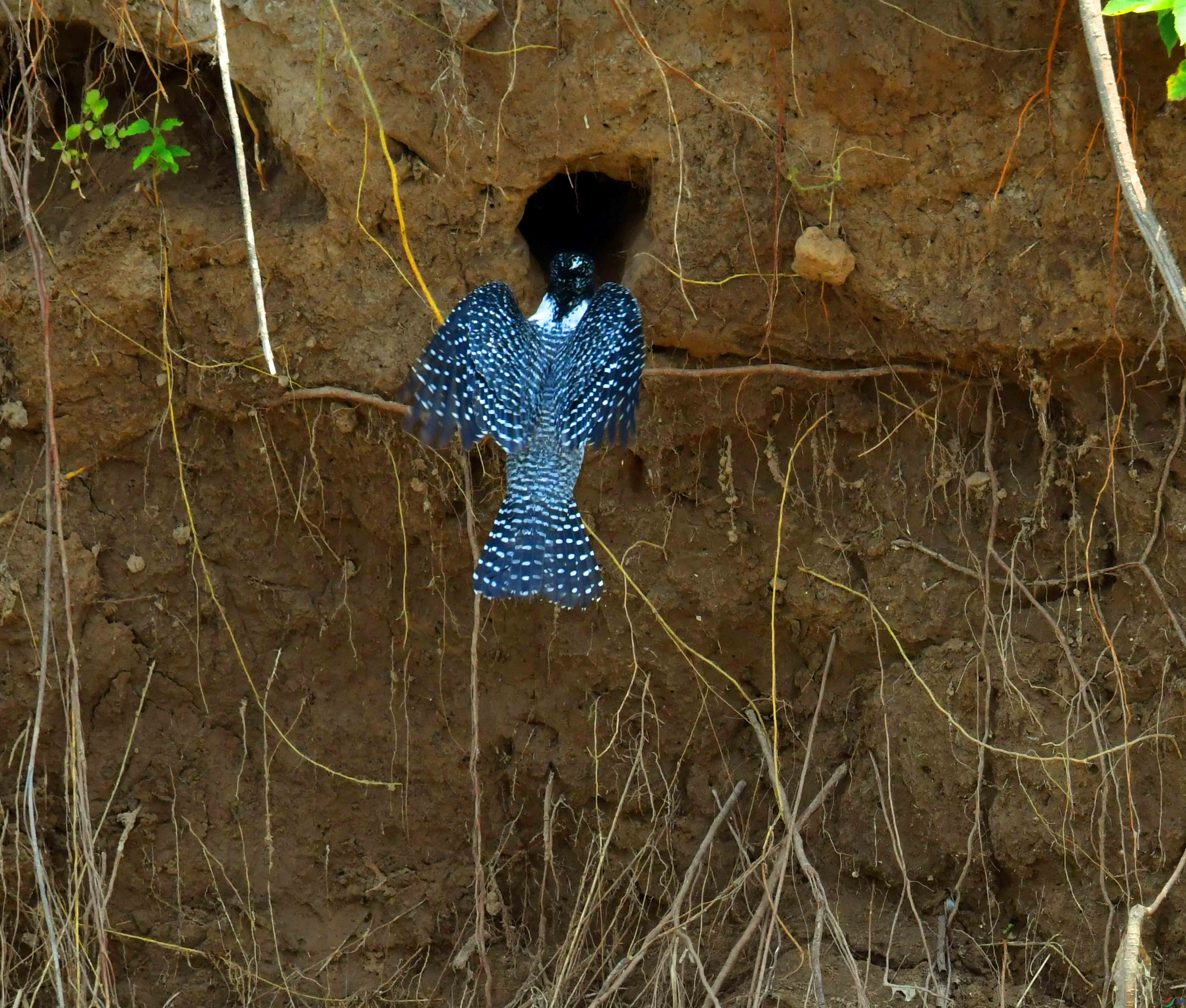 DSC_9689.JPG
