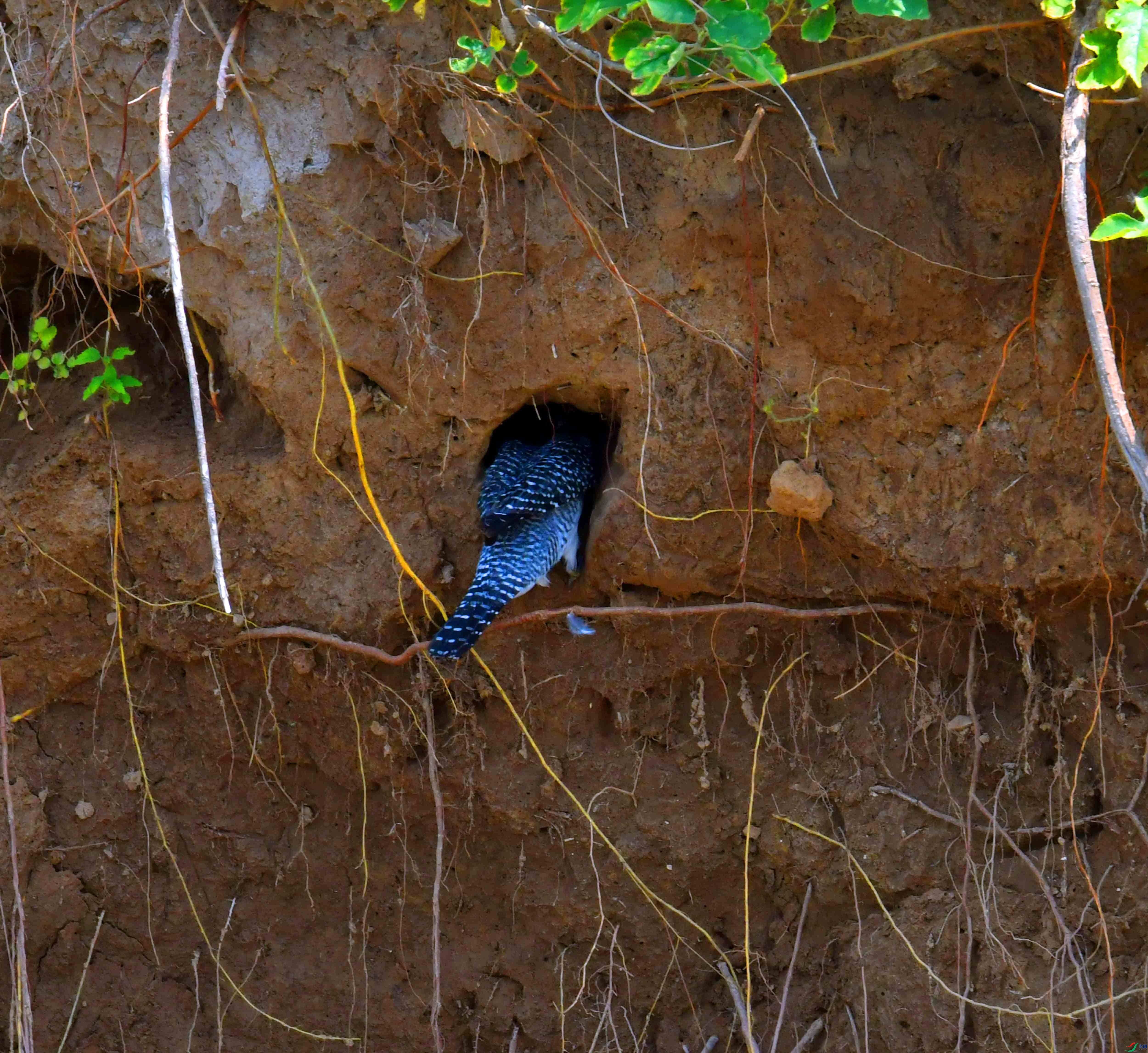 DSC_9692.JPG