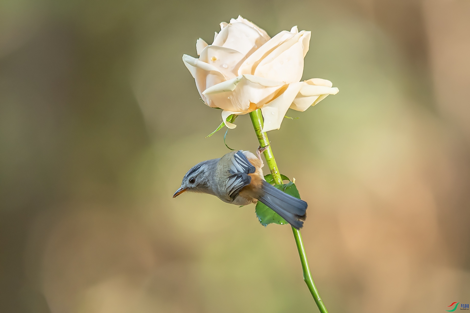 DSC_6926.jpg