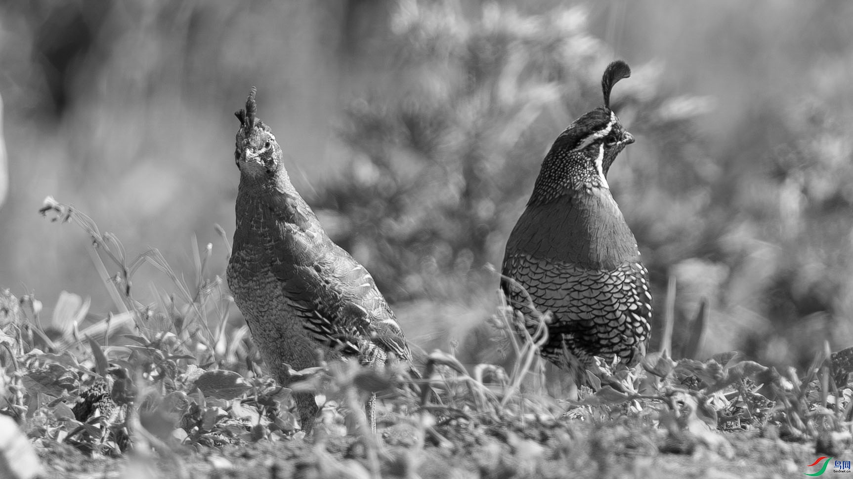 DSC07995-����ǿ-NR ���� 2.jpg