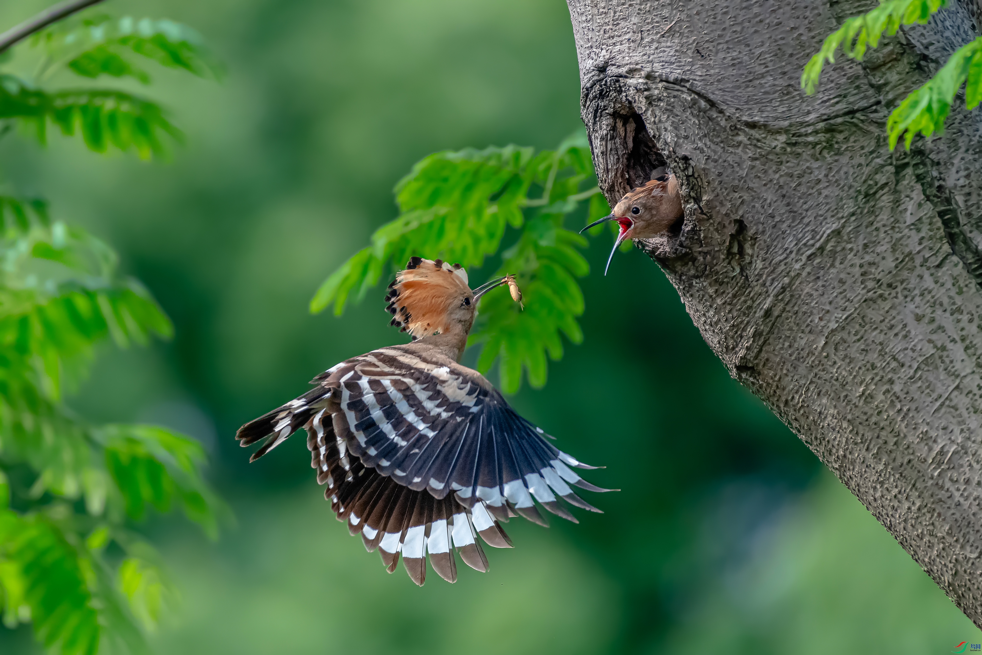 DSC_6159AB.jpg