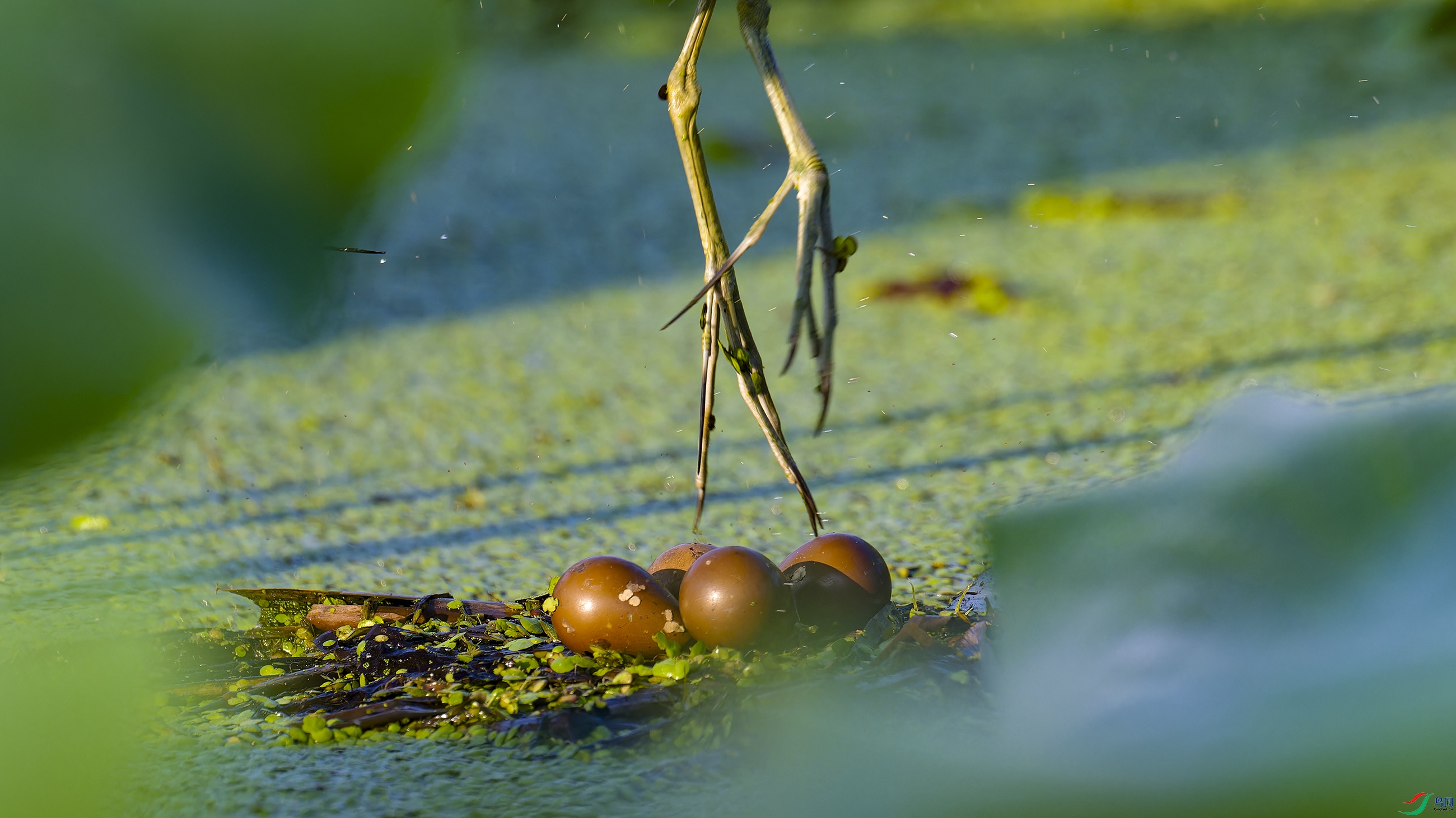 DSC_4138_DxO.jpg