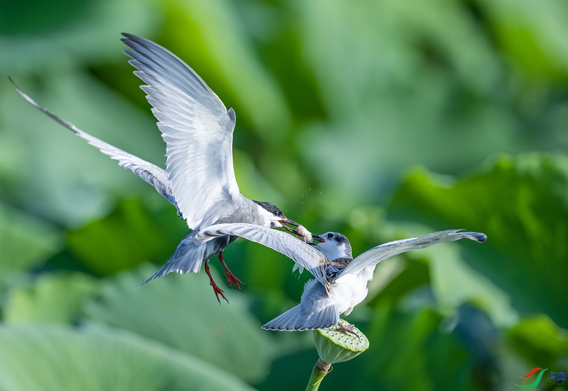 AAA_5748 ����--1.jpg