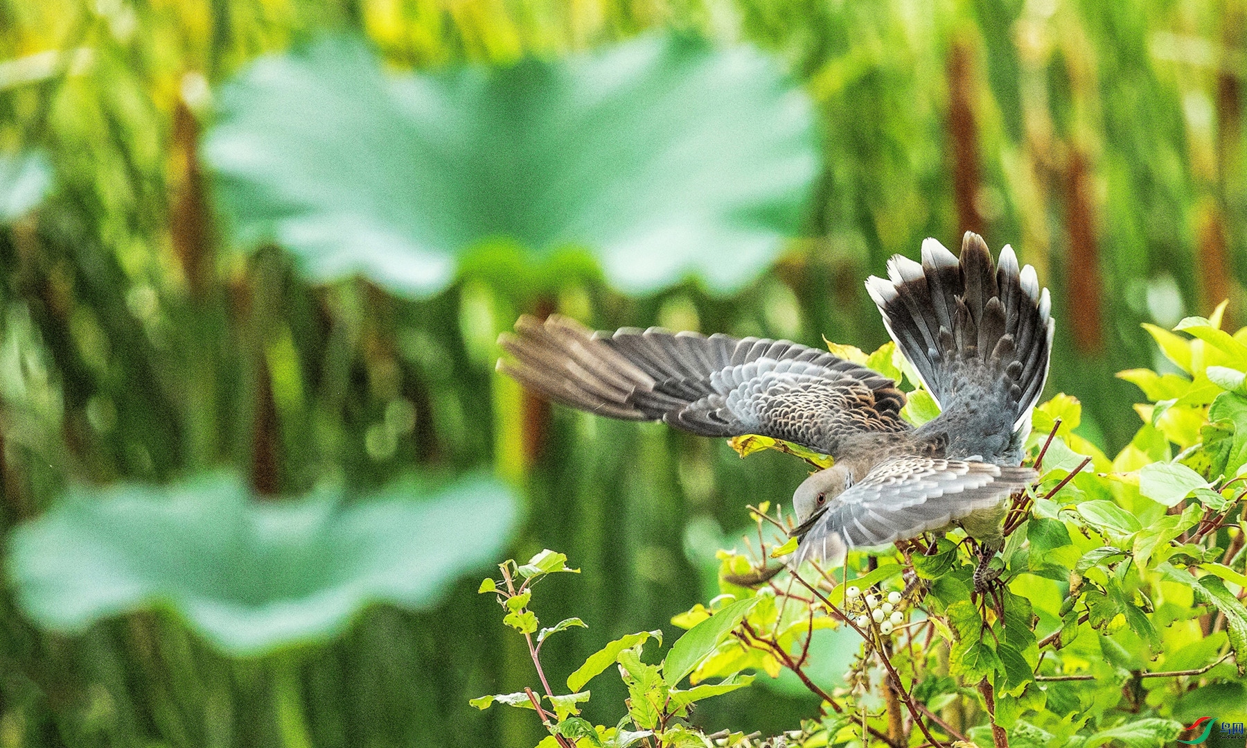 �ʹ��ջ� ֪�Ѷ���.jpg