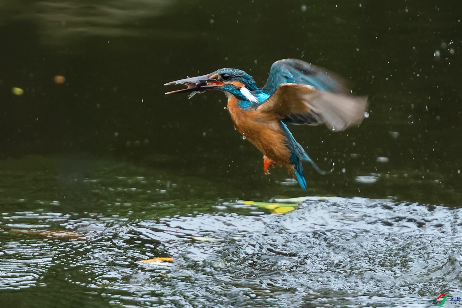 4DSC_0627_DxOa.jpg