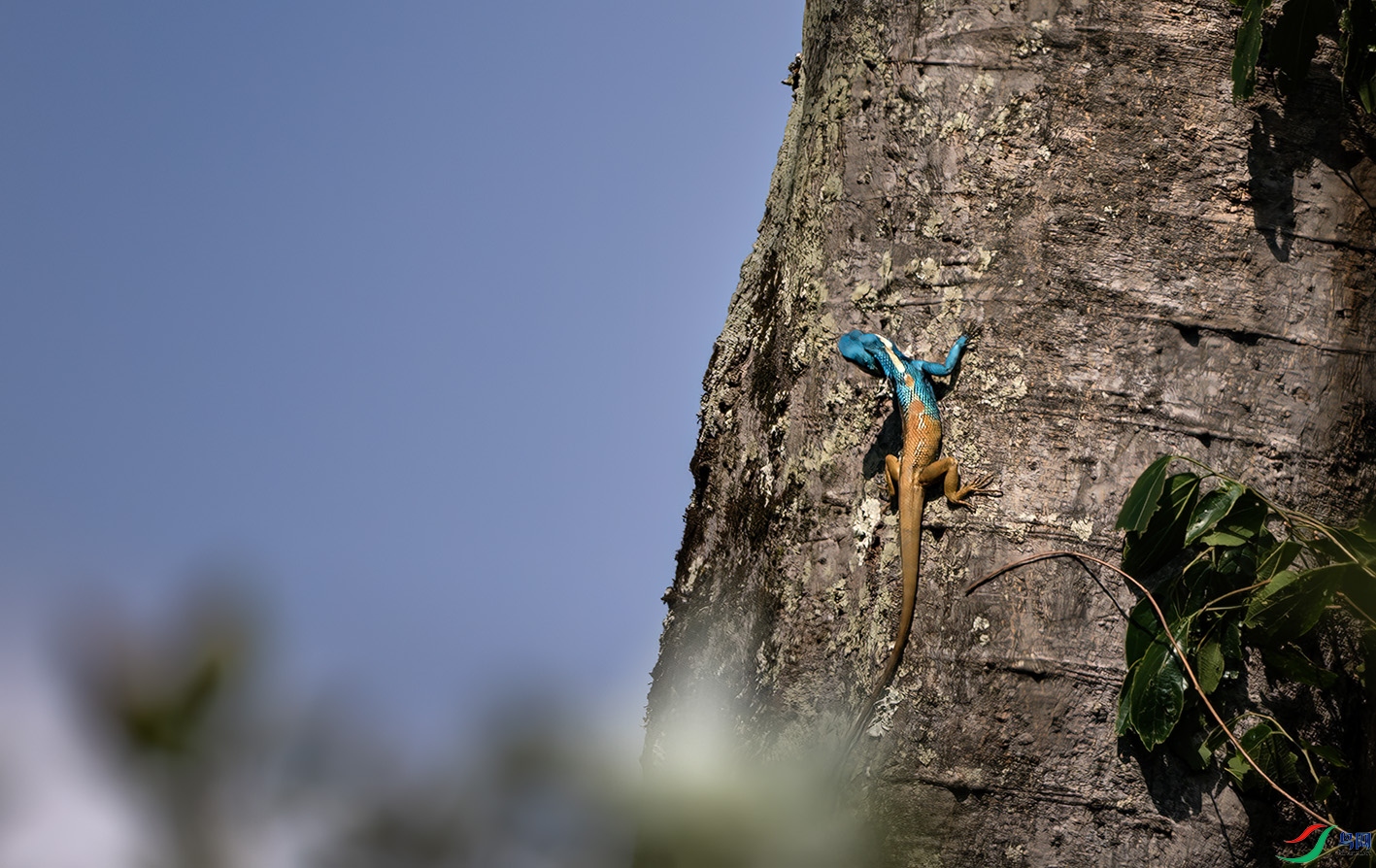 DSC_2641-����ǿ-NR ����.jpg