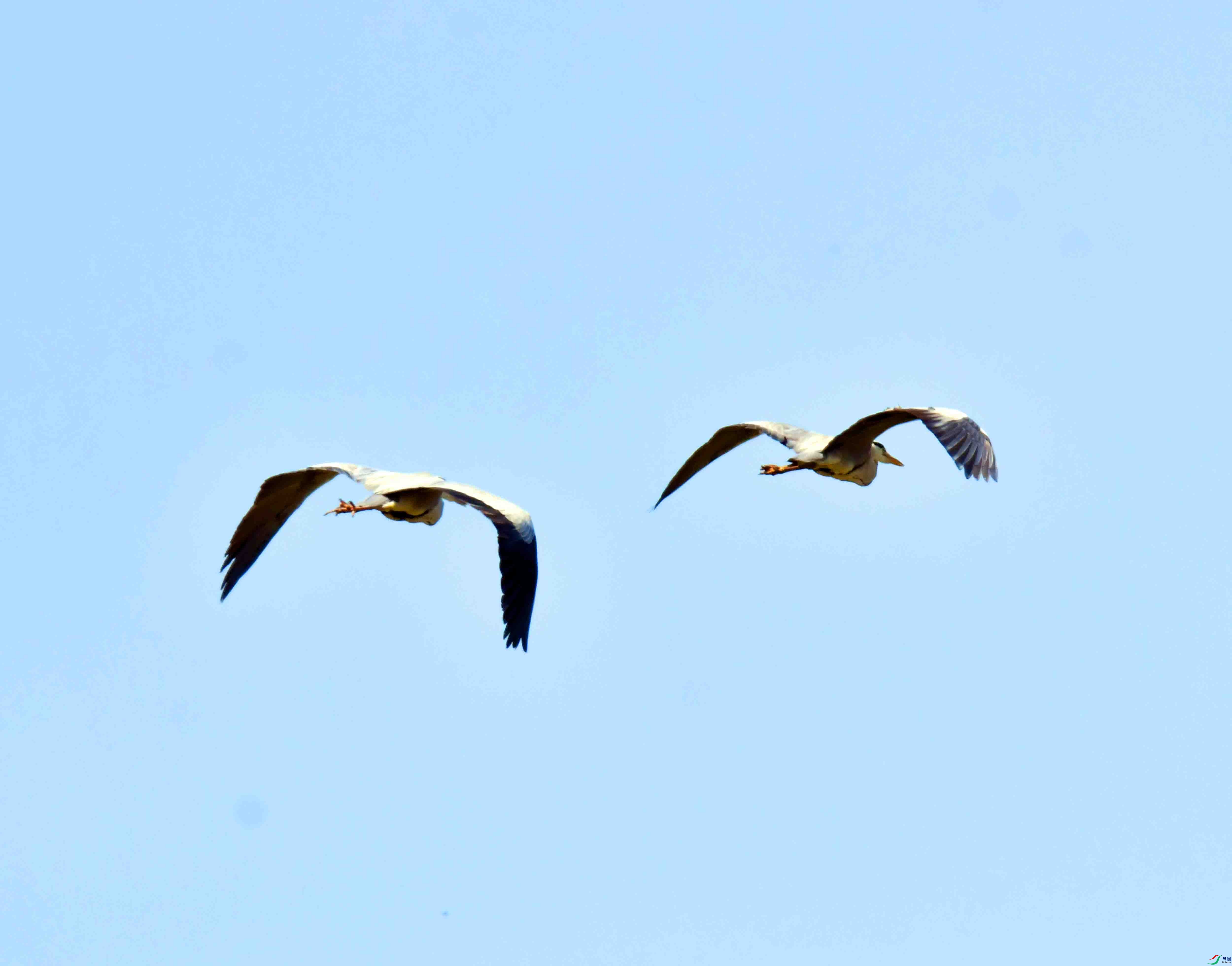 DSC_0520.JPG