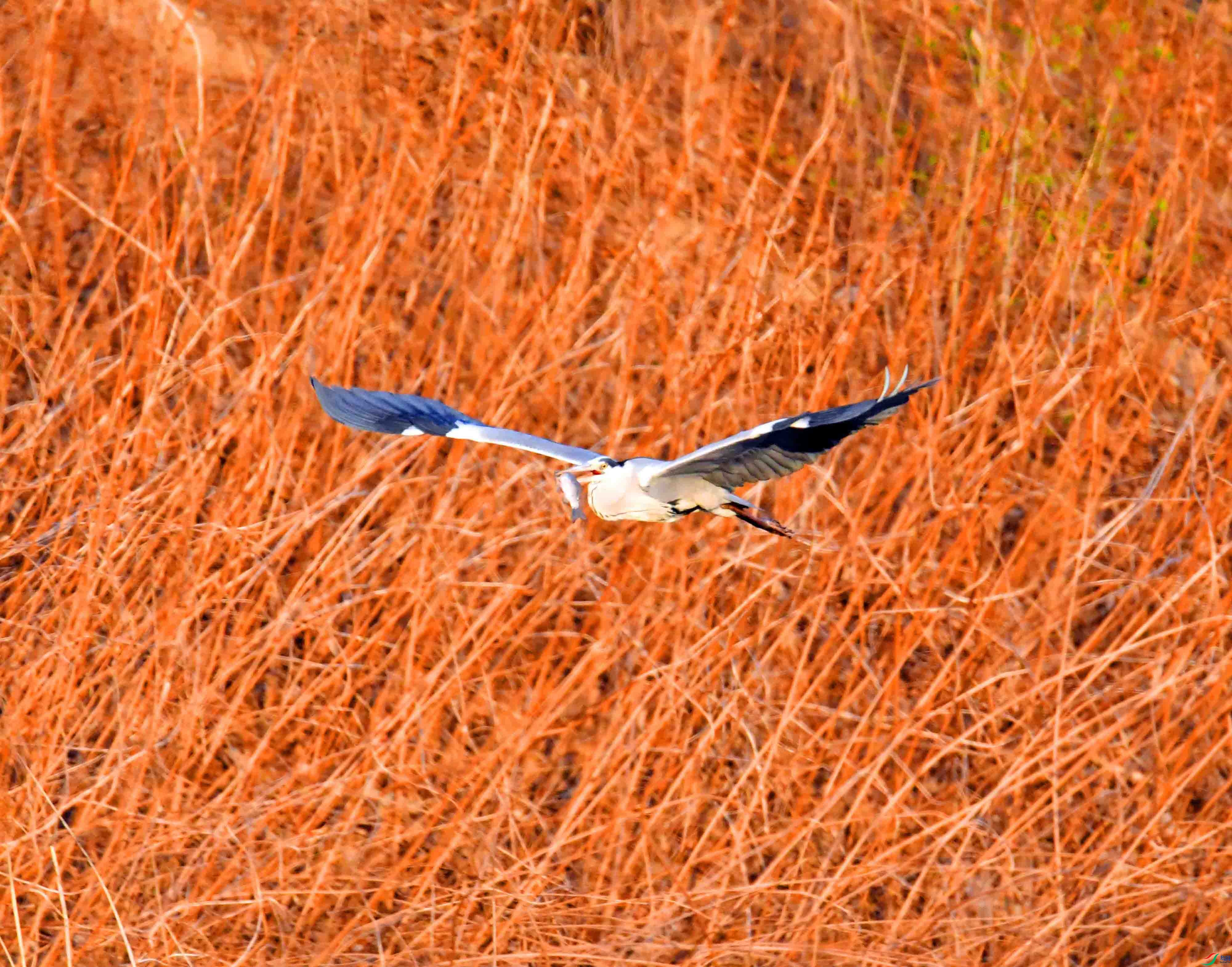 DSC_0619.JPG