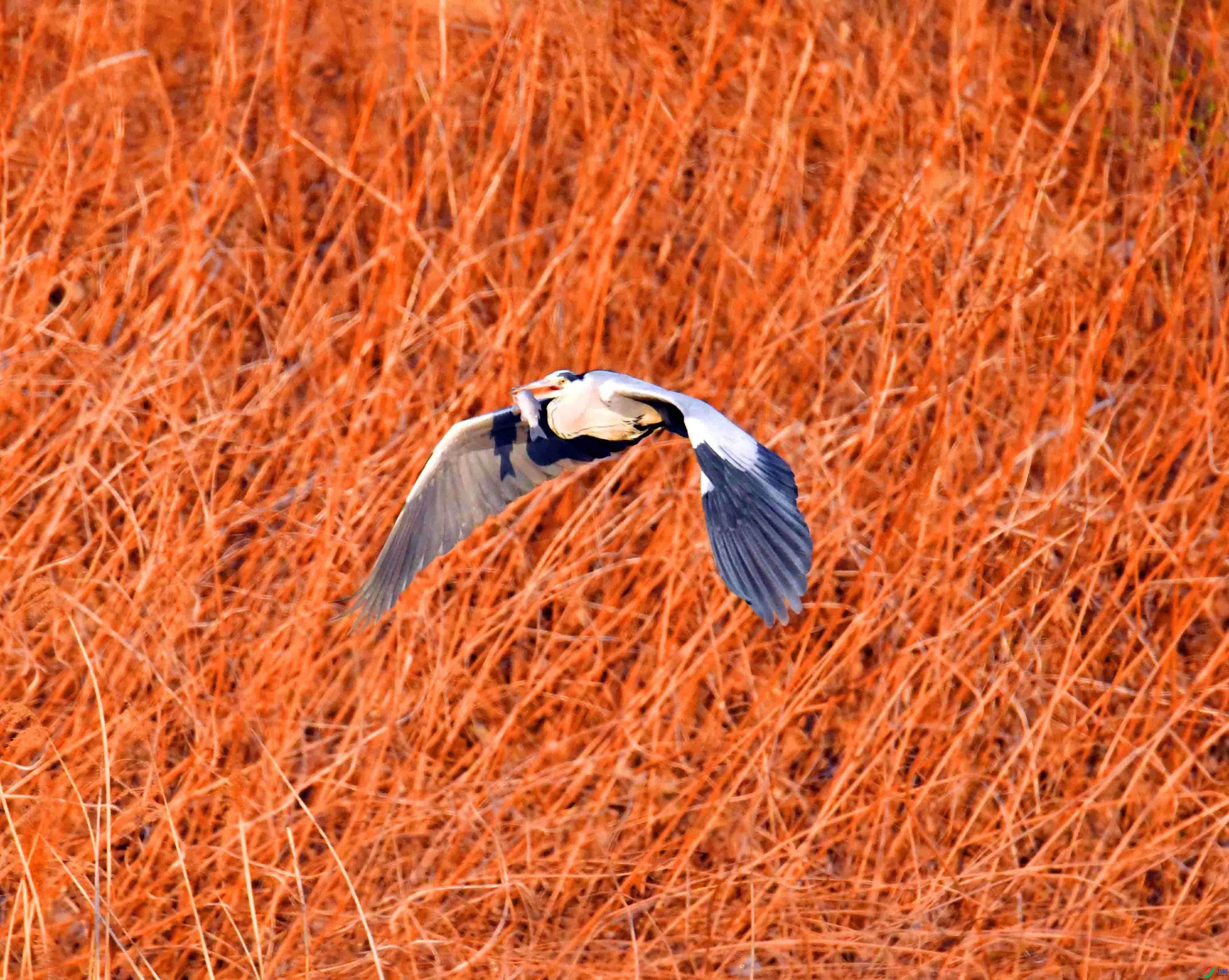 DSC_0620.JPG