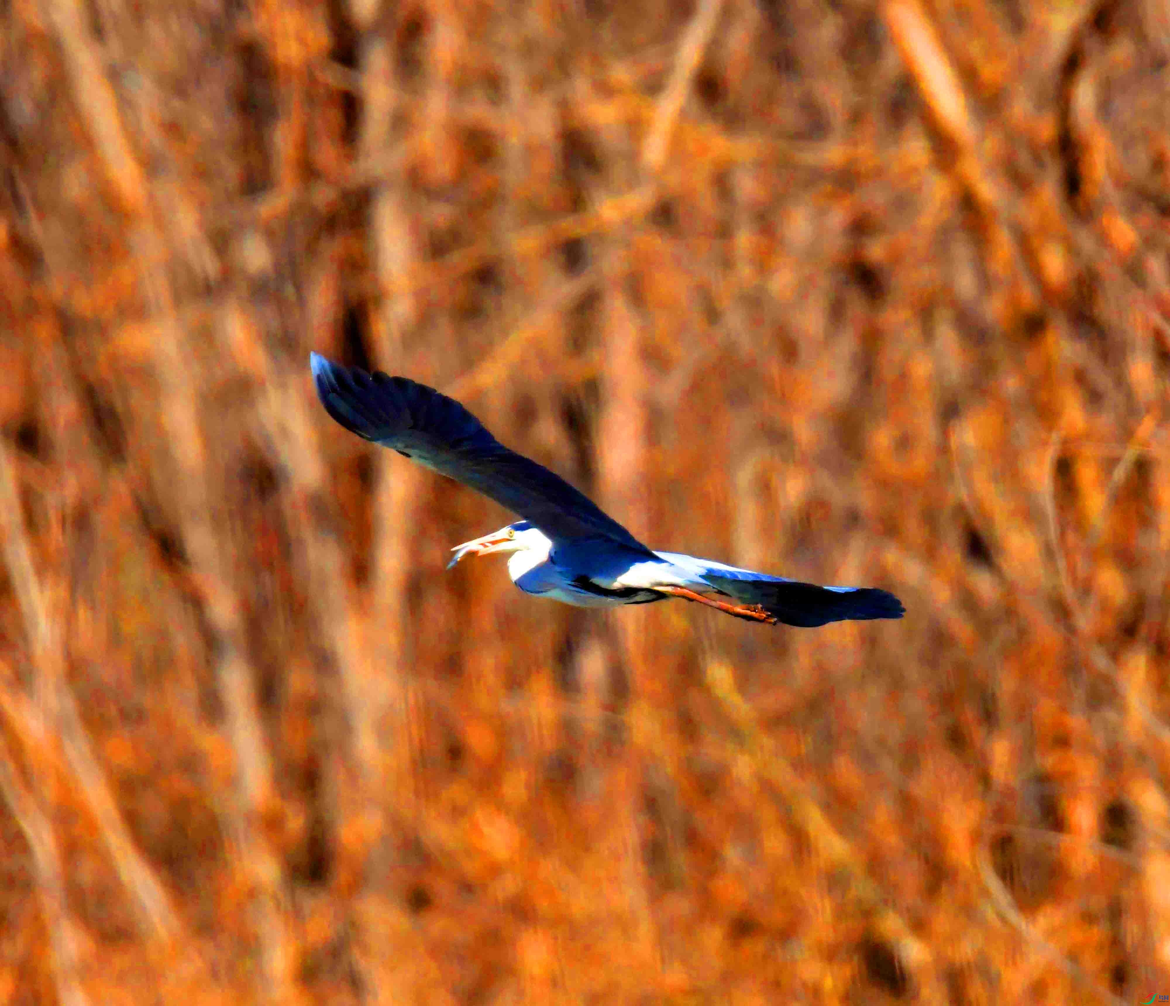 DSC_1330.JPG