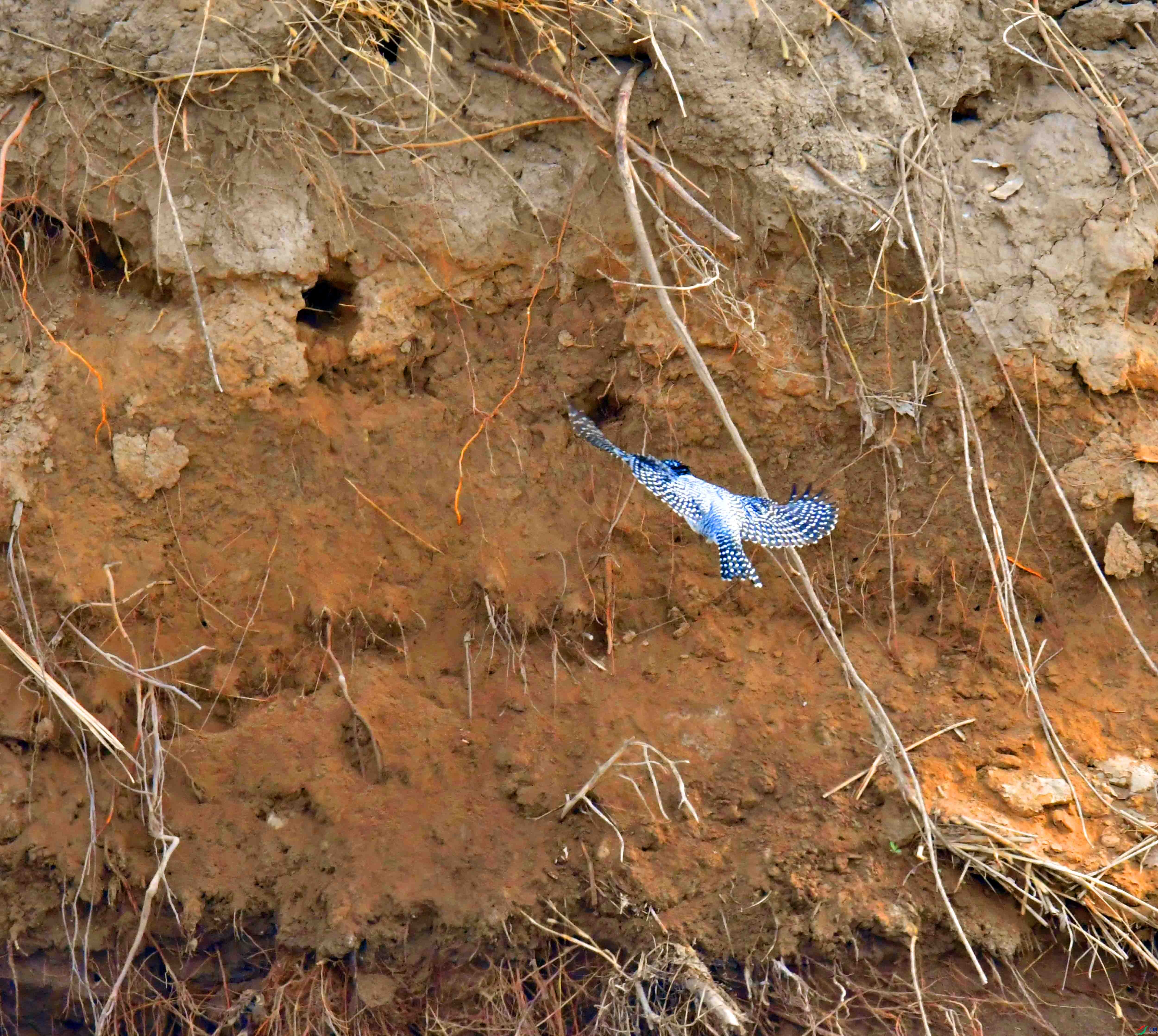 DSC_6601.JPG