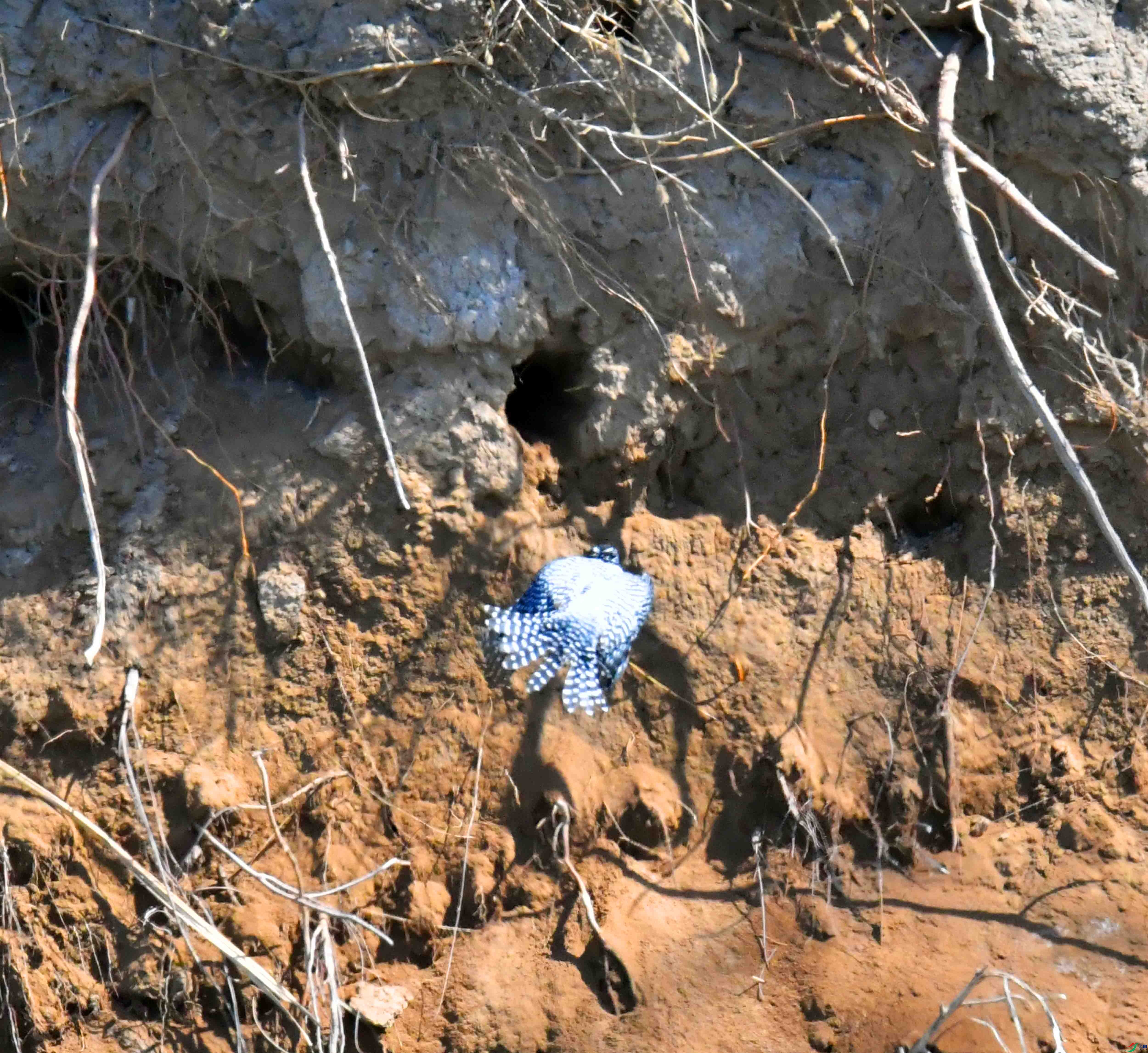 DSC_8696.JPG