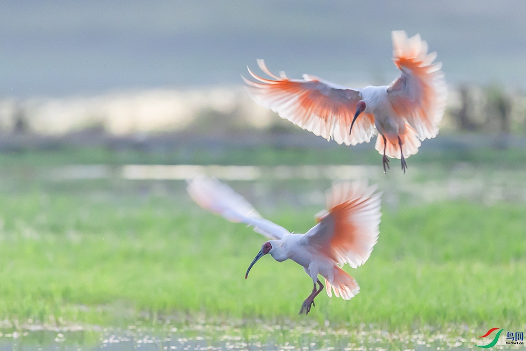 0F7A5331 ����.jpg