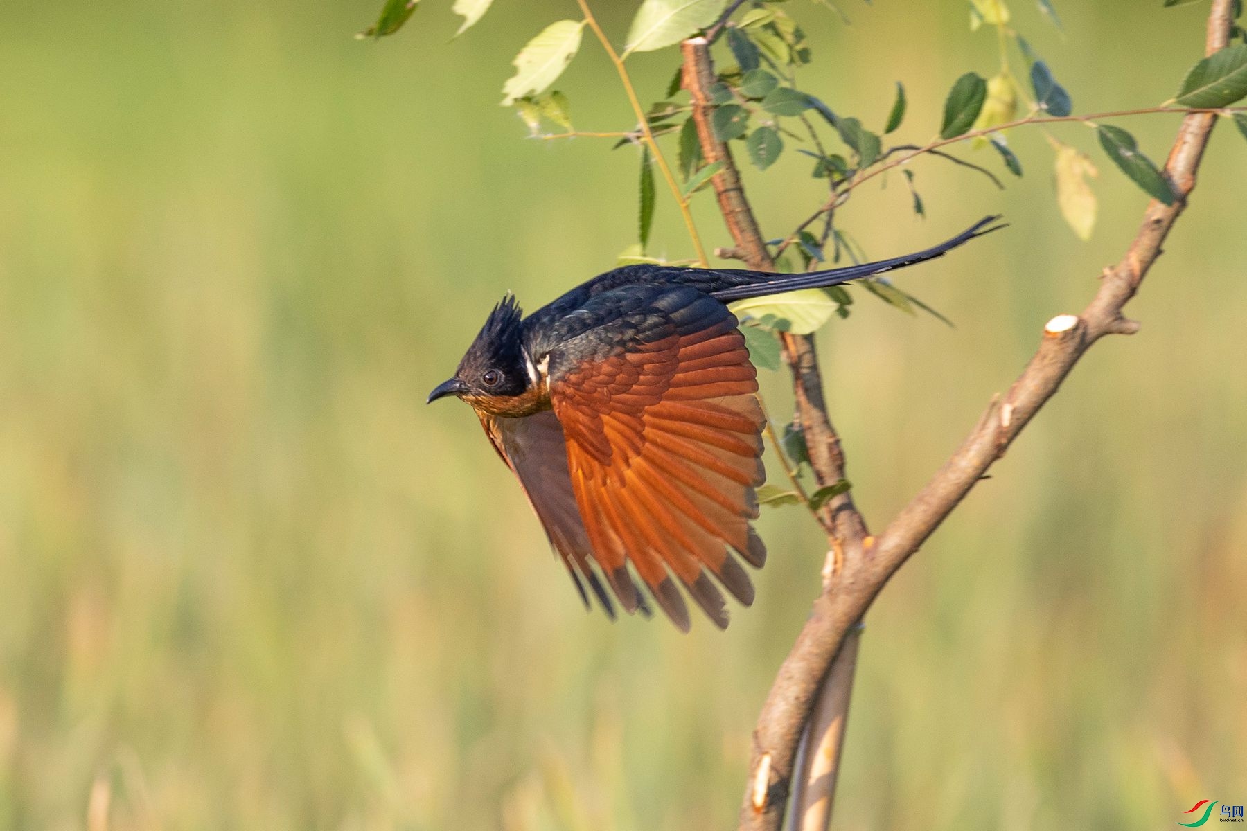 ����ͷ��