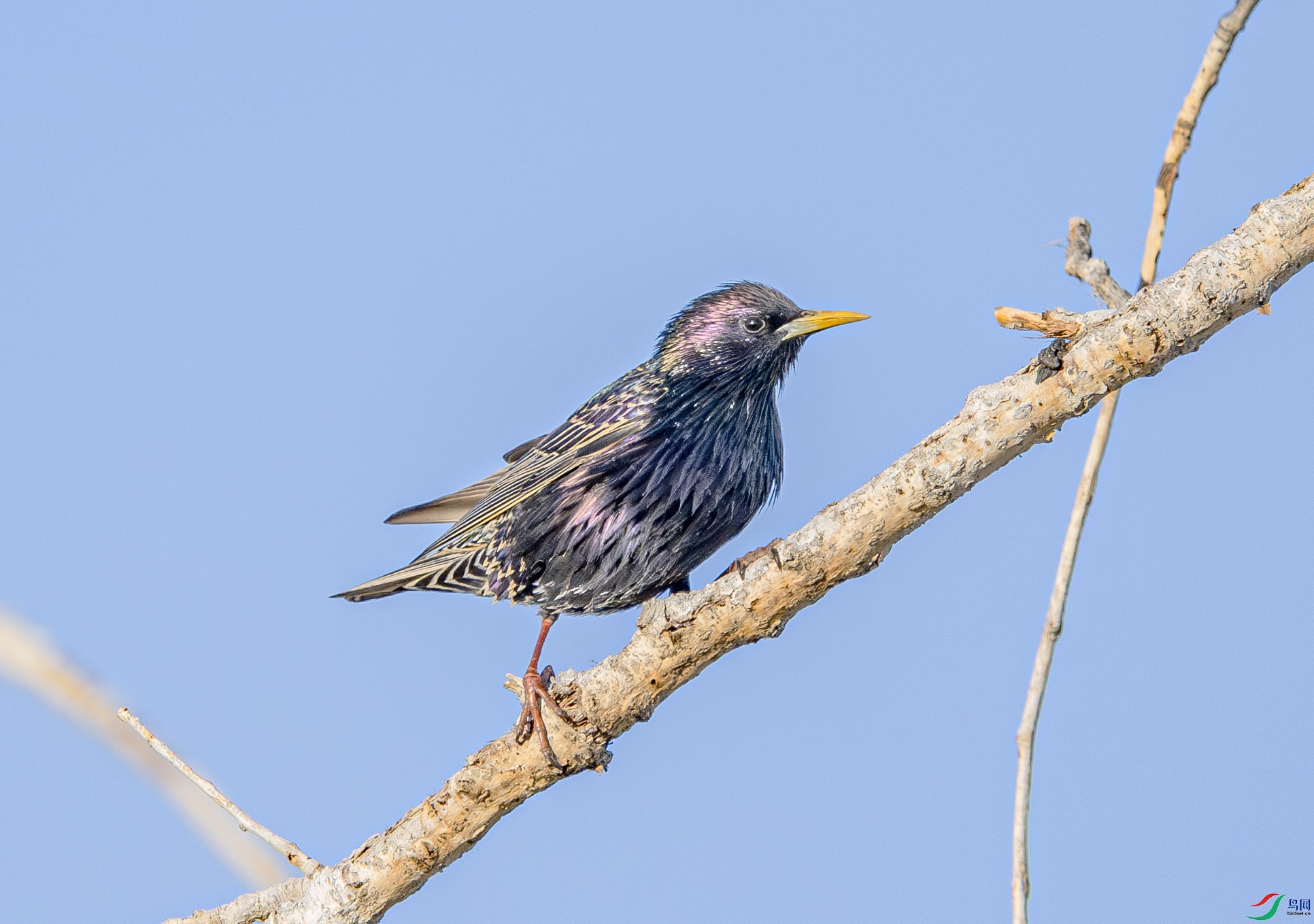 DSC_4144-����ǿ-NR ����.jpg