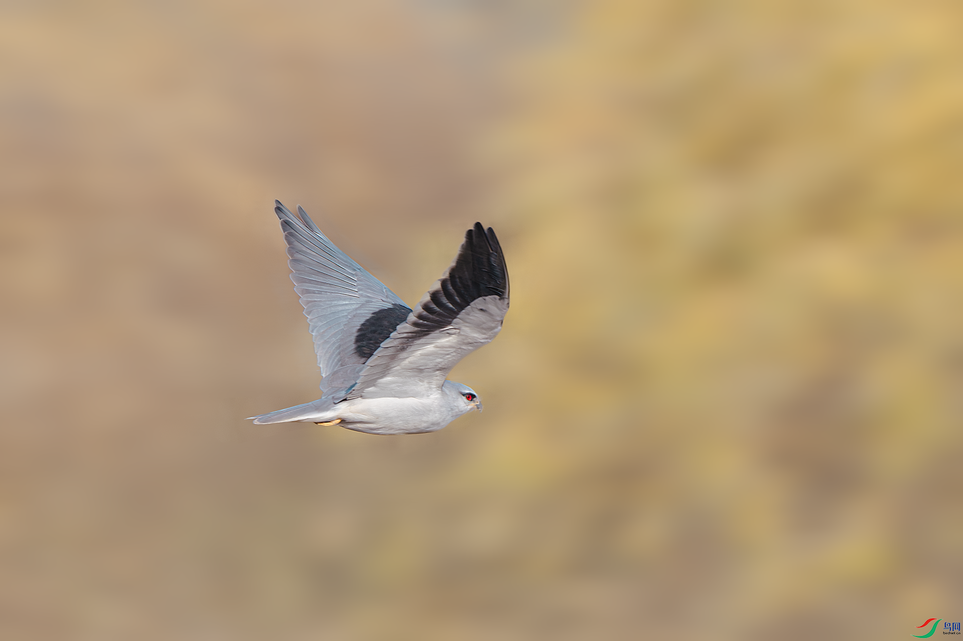 _DSC9160-����ǿ-NR.PNG