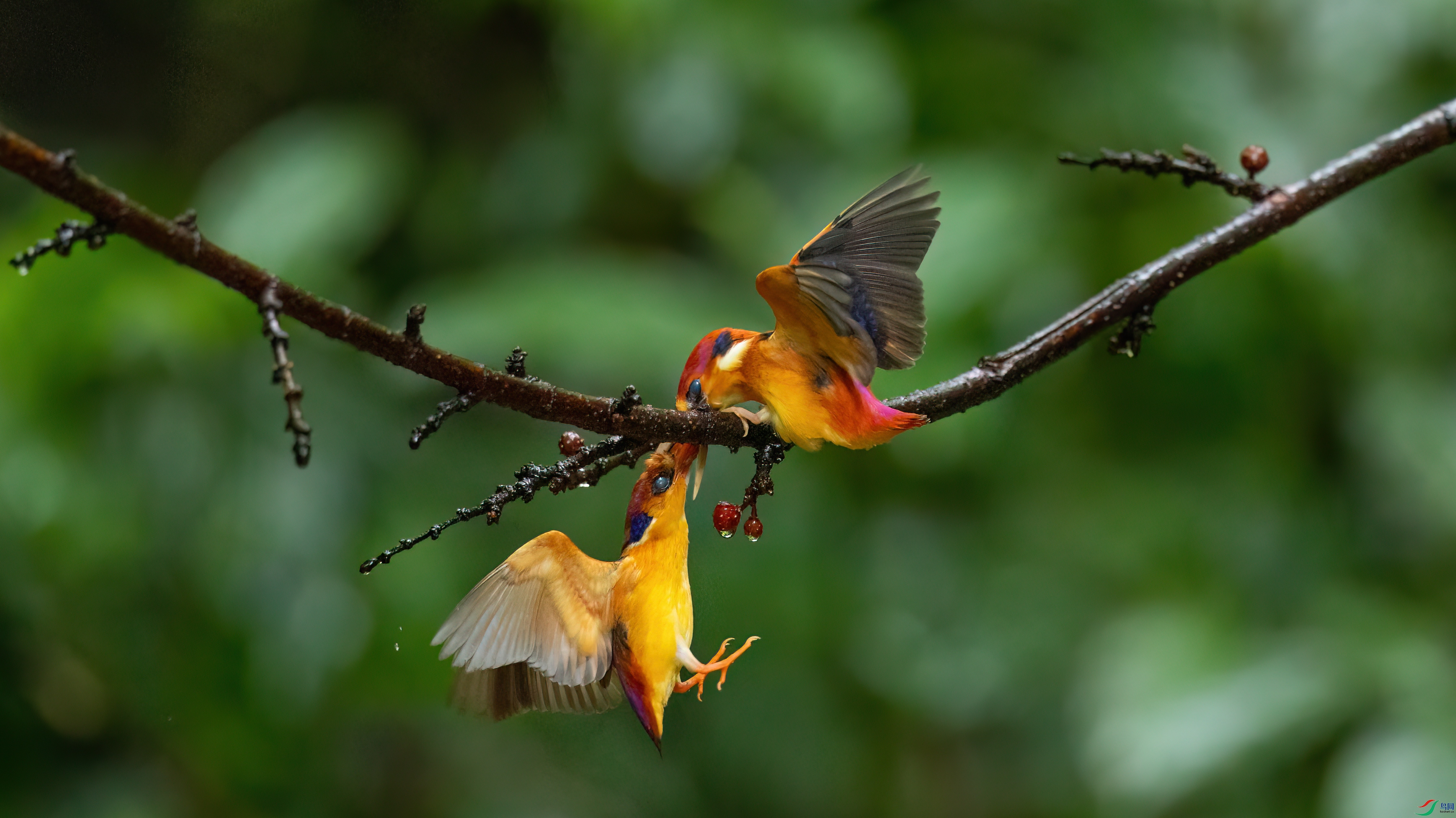 048A3337 ����.jpg