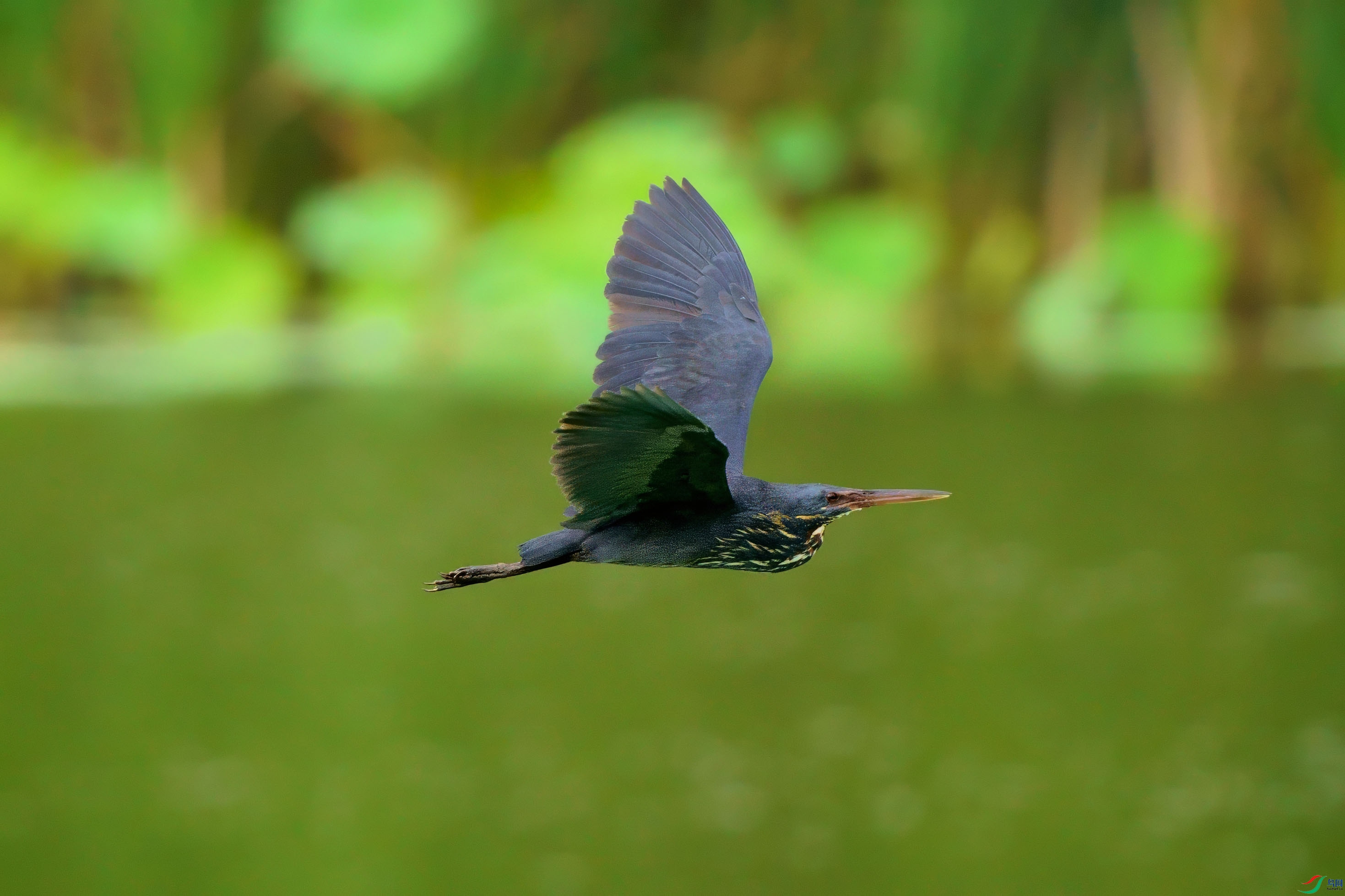 DSC03023-2.jpg