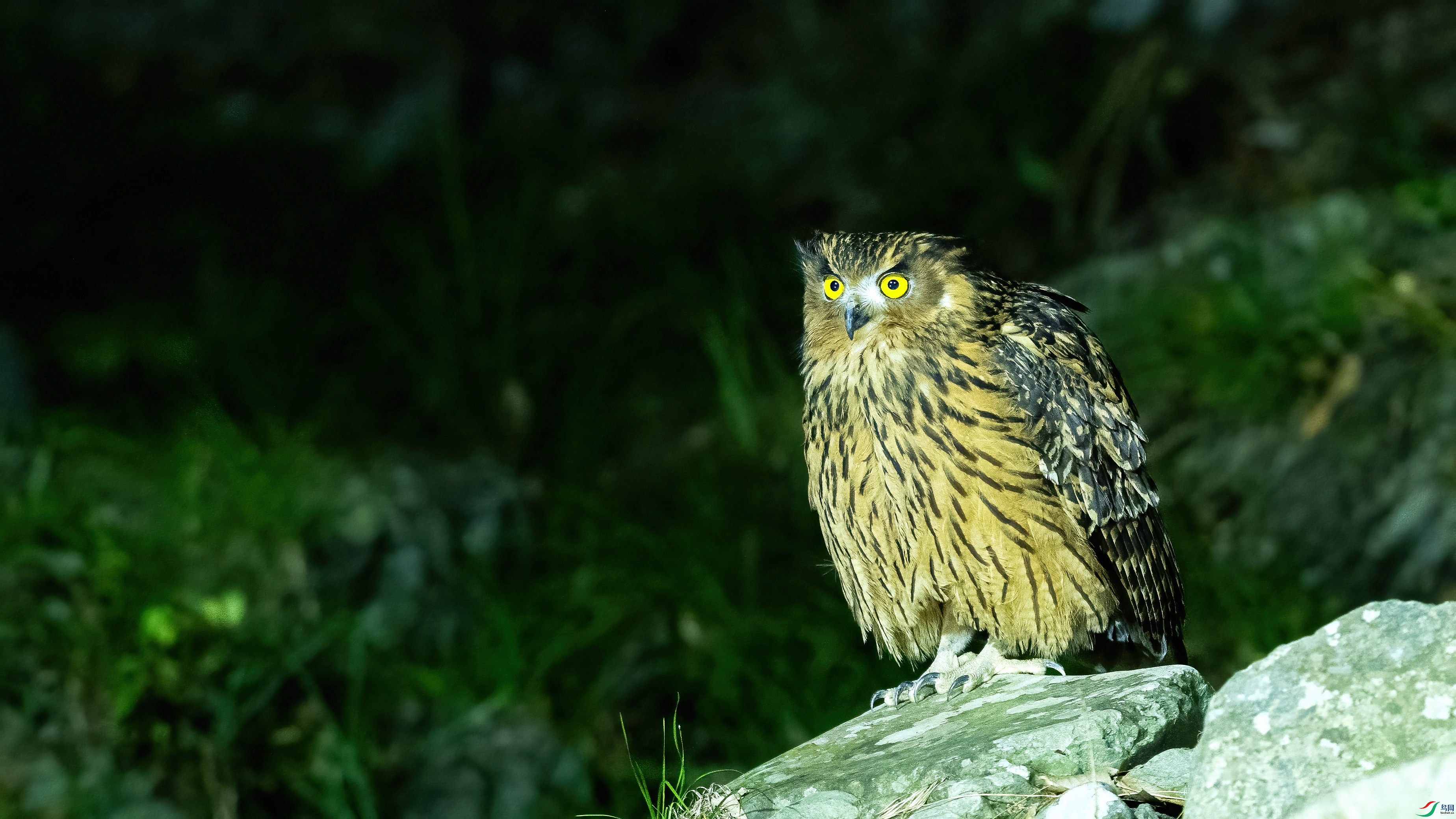 DSC_7983.jpg