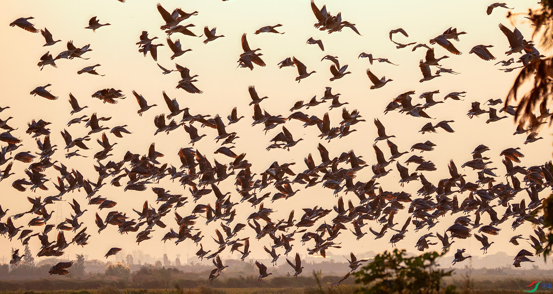 407A8057 ����-Sha----1 .jpg