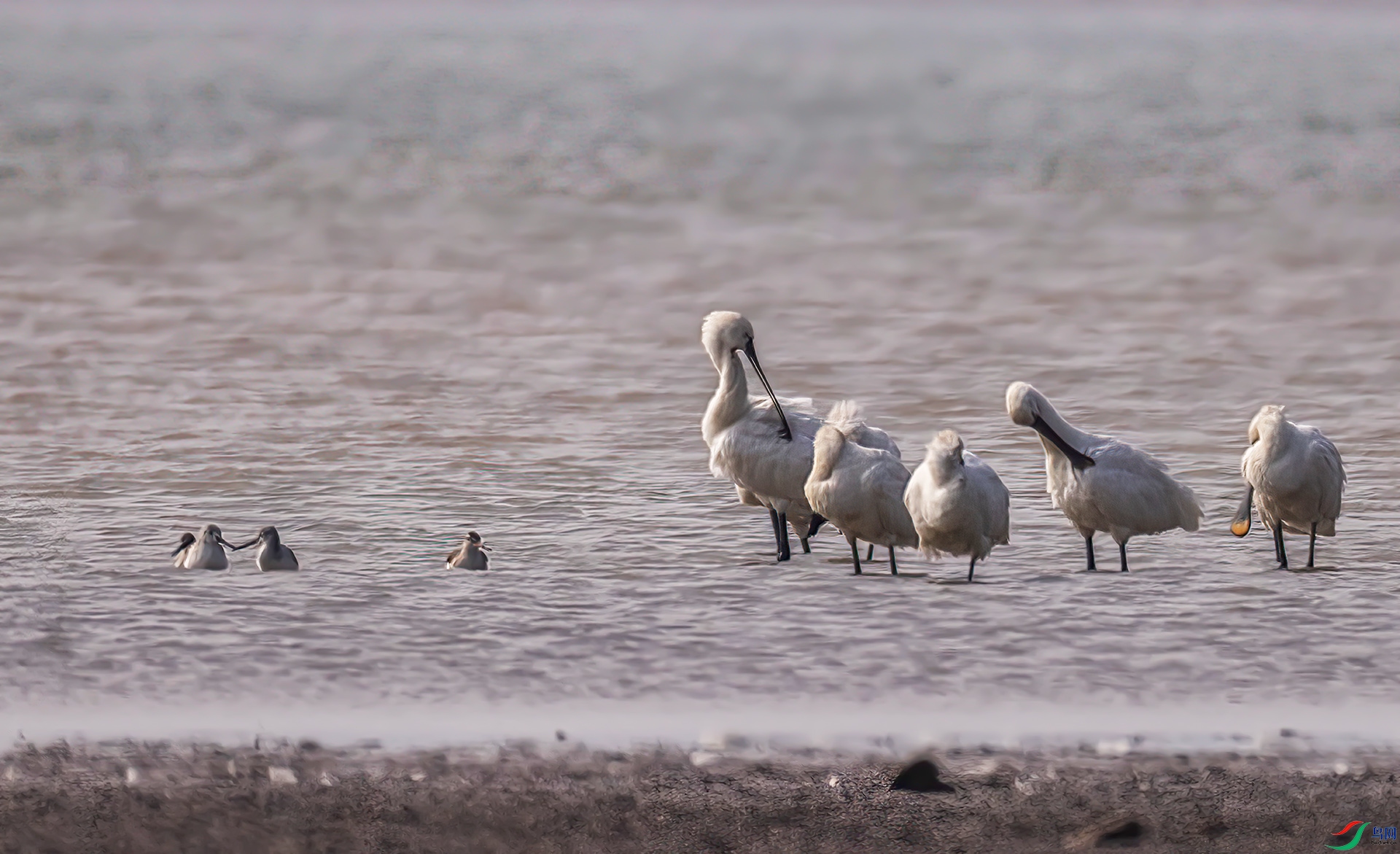 407A9911 ����-Sha---1  .jpg