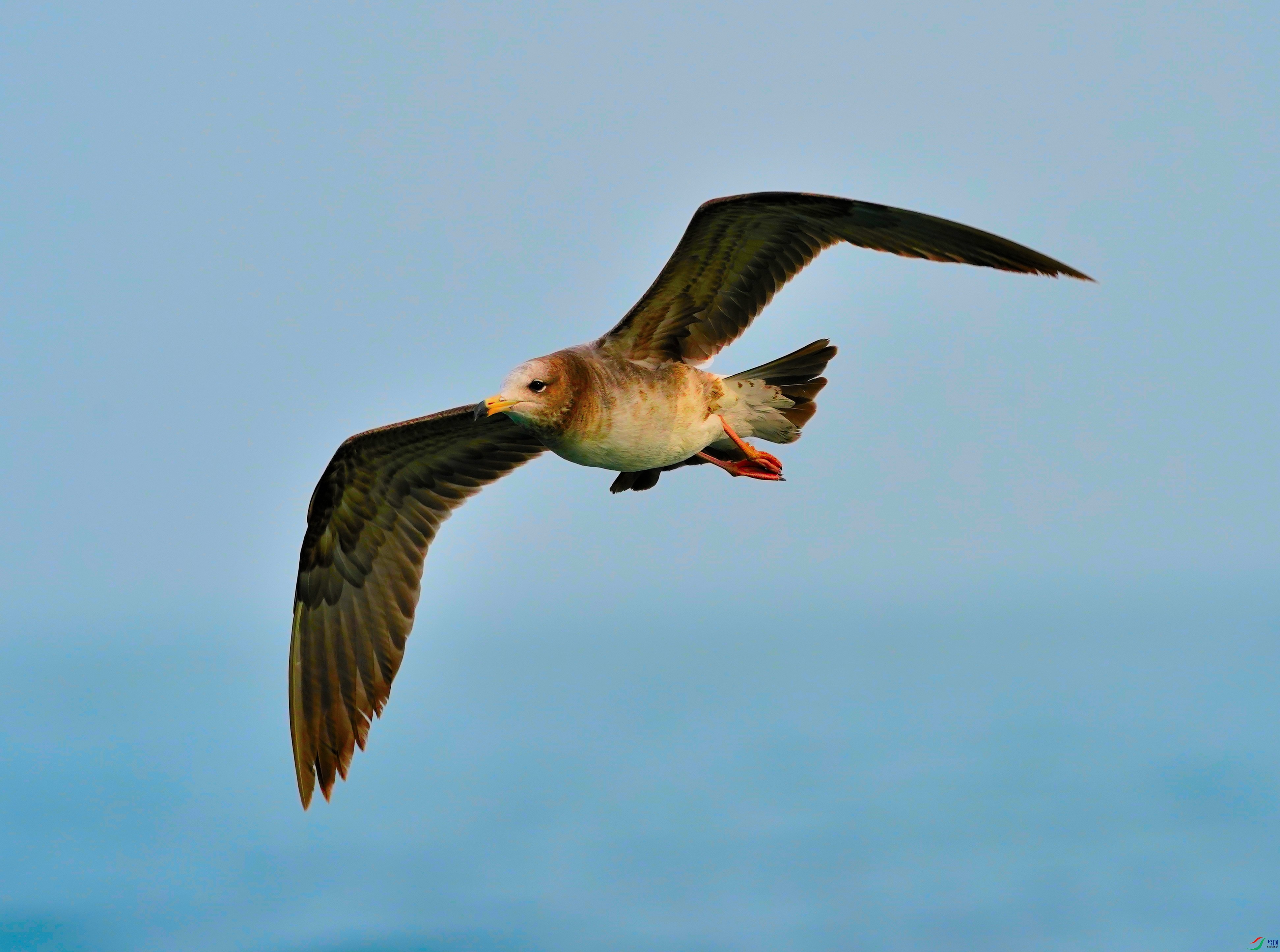 DSC03490-2024-4-6.JPG