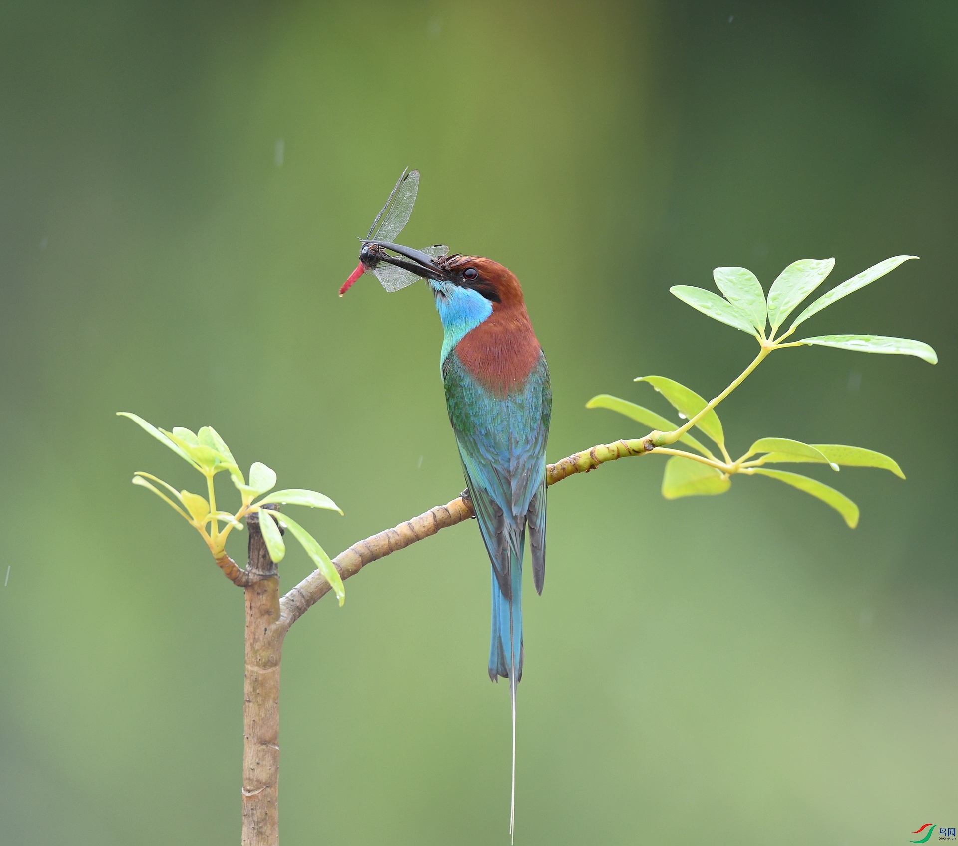 DSC_1536.jpg