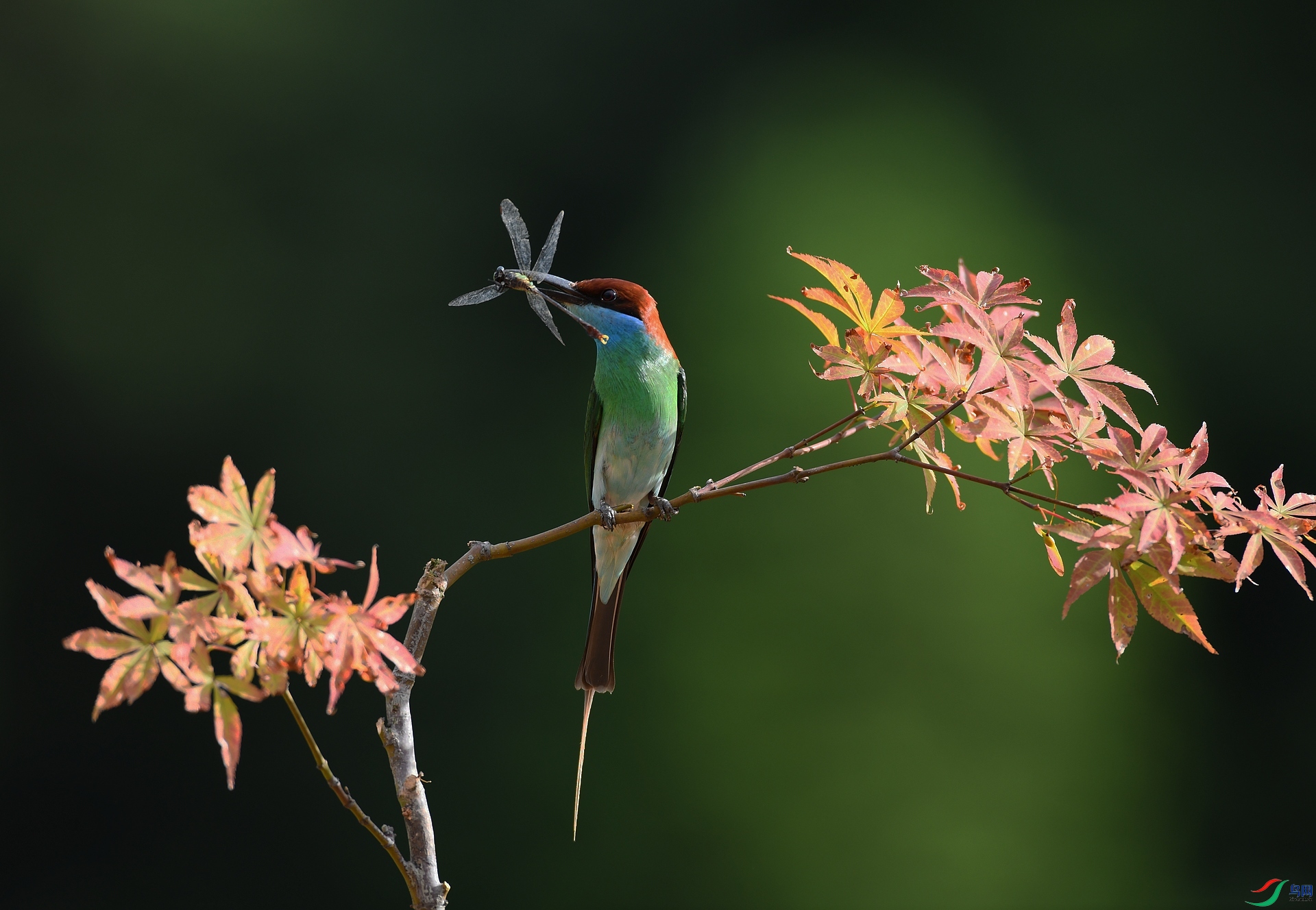DSC_0335.jpg