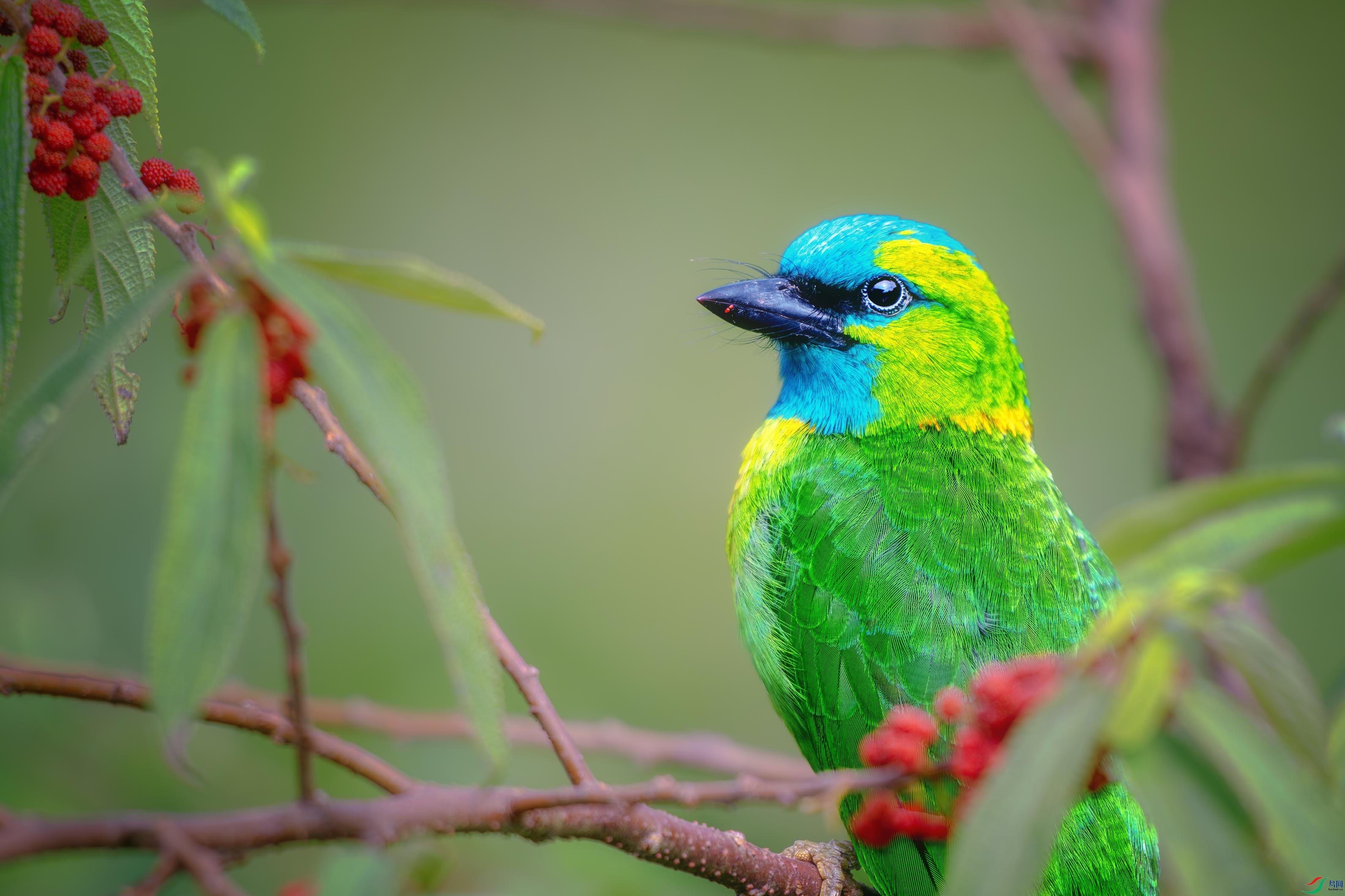 DSC_2315-����ǿ-NR ����1.jpg
