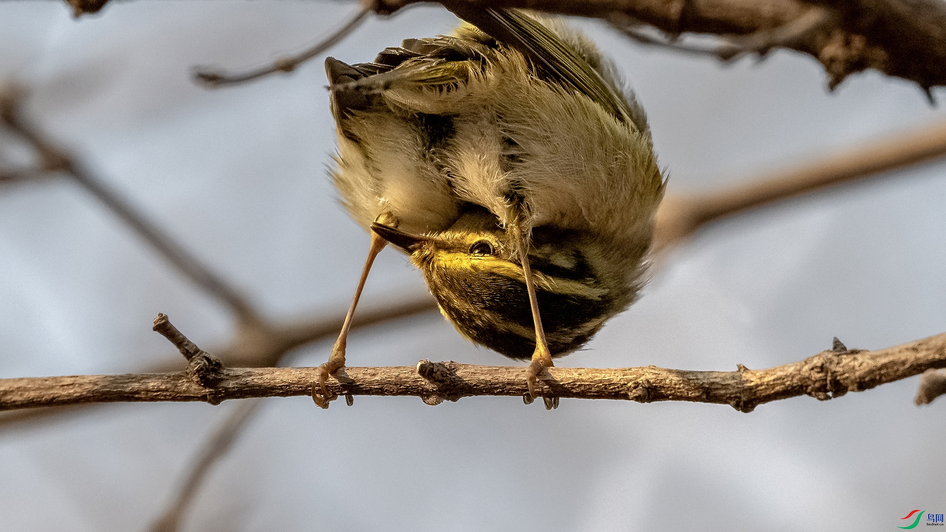 DSC_6337.jpg