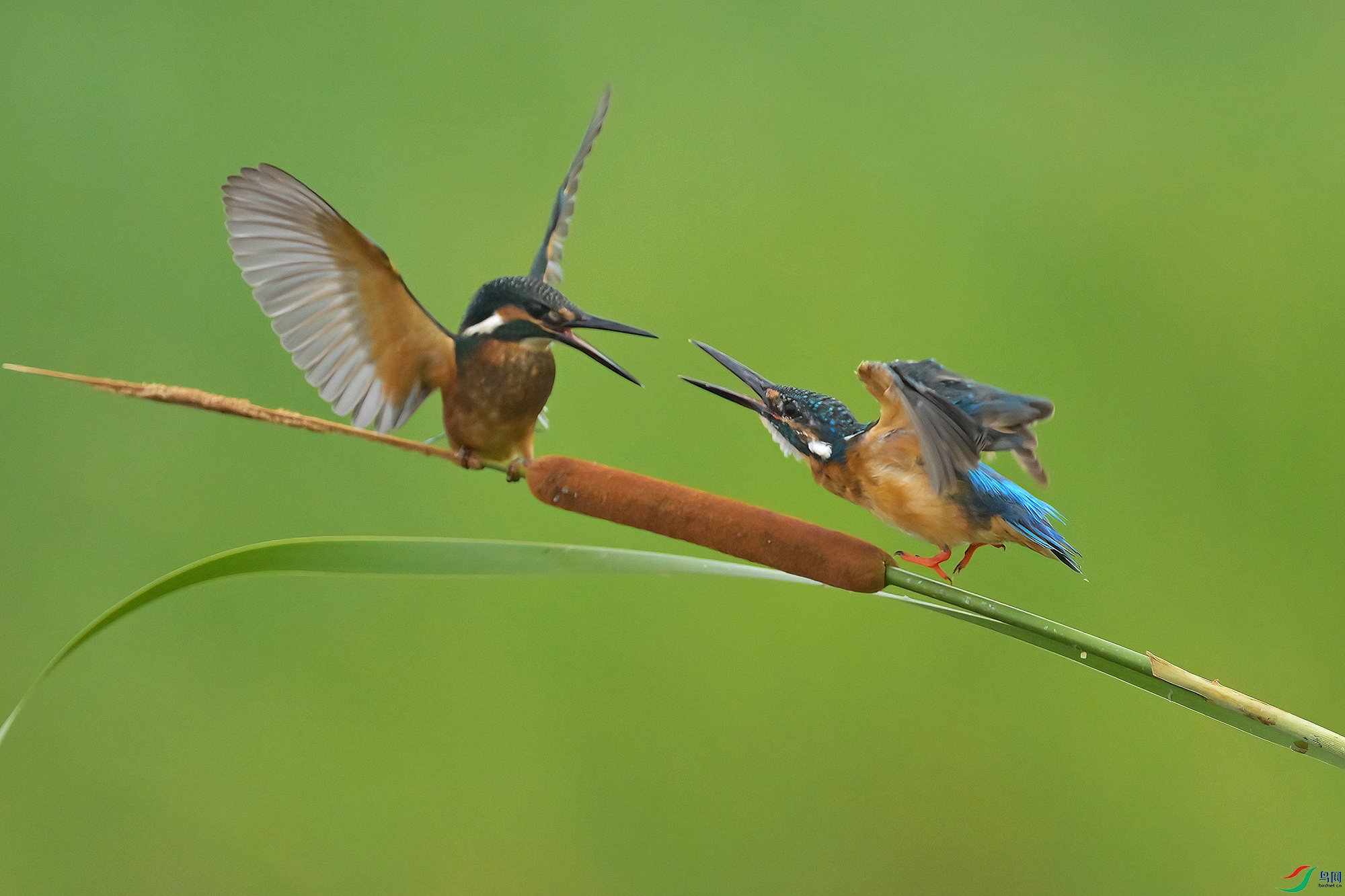 DSC_7921-V.jpg