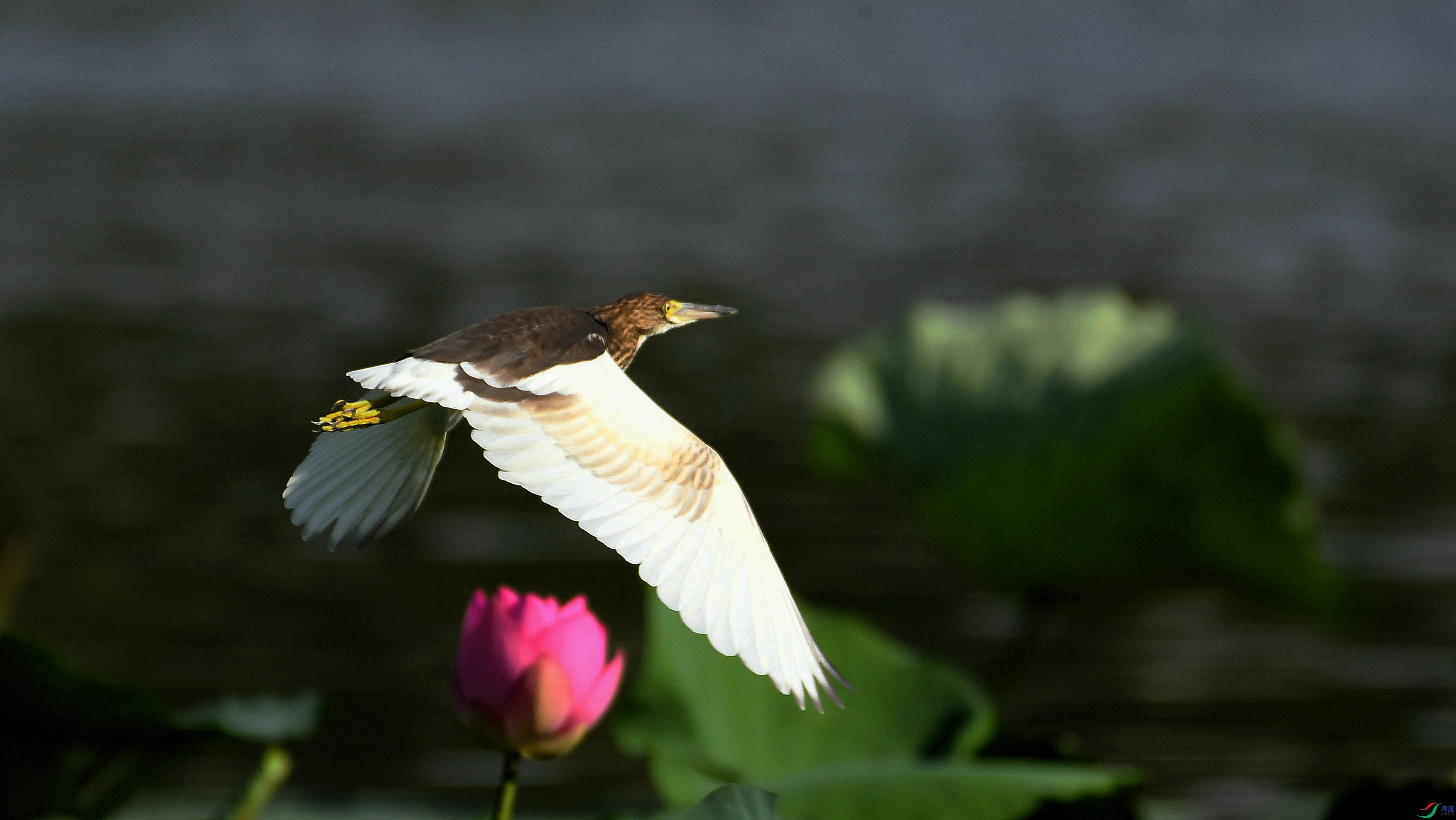 DSC_2934.JPG