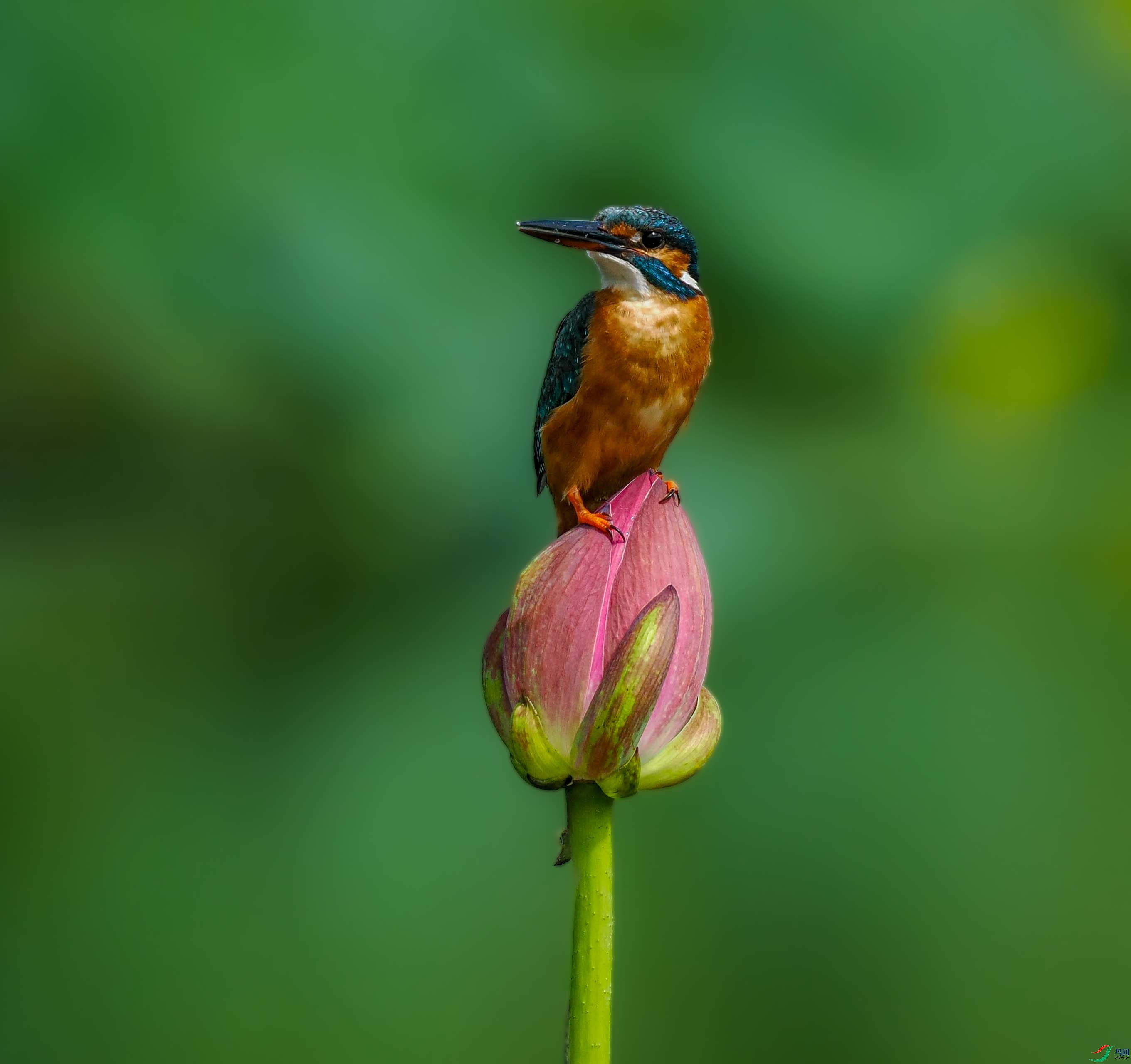 P7243886_���ٿ�ͼ.jpg