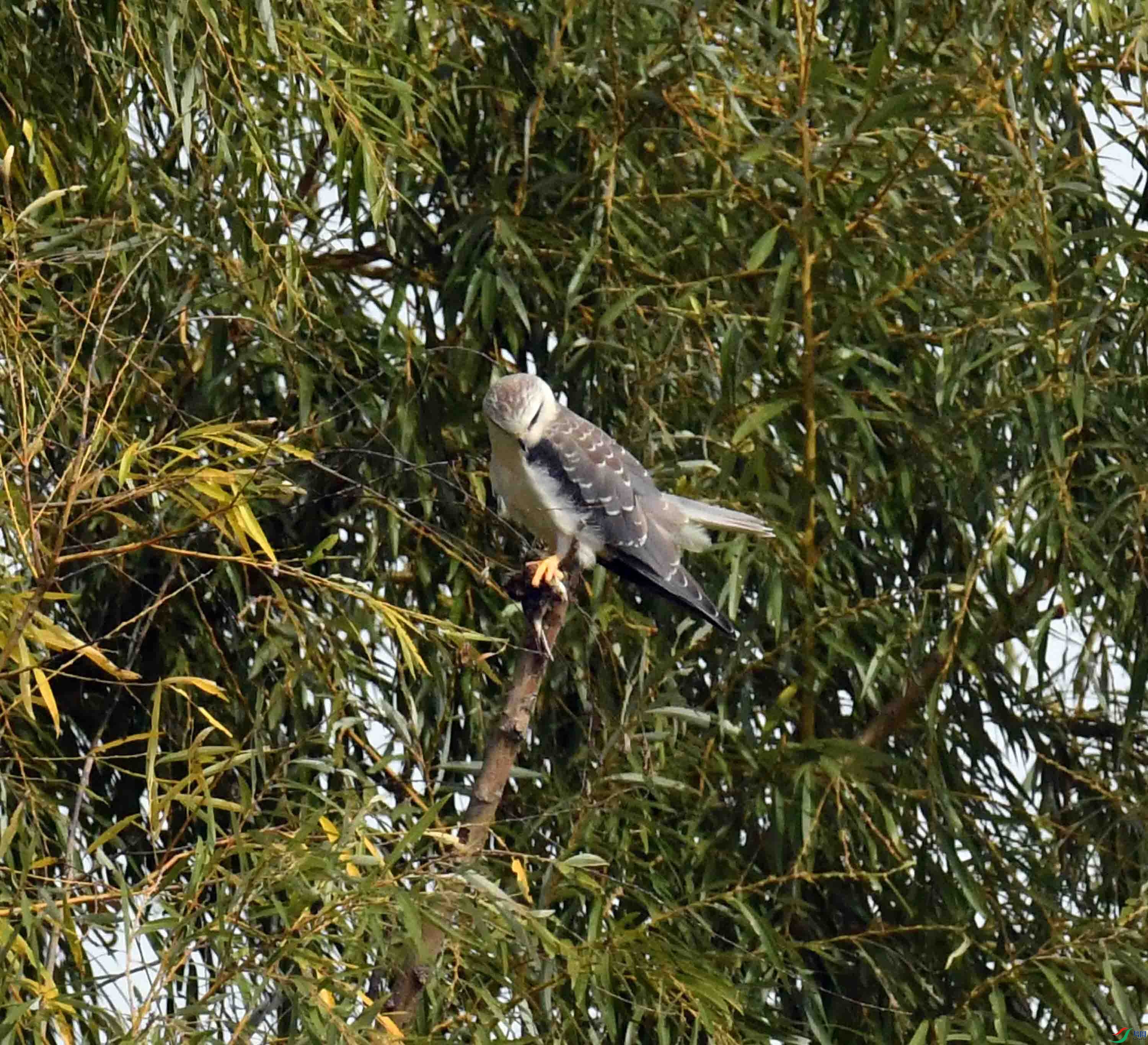 DSC_1110.JPG