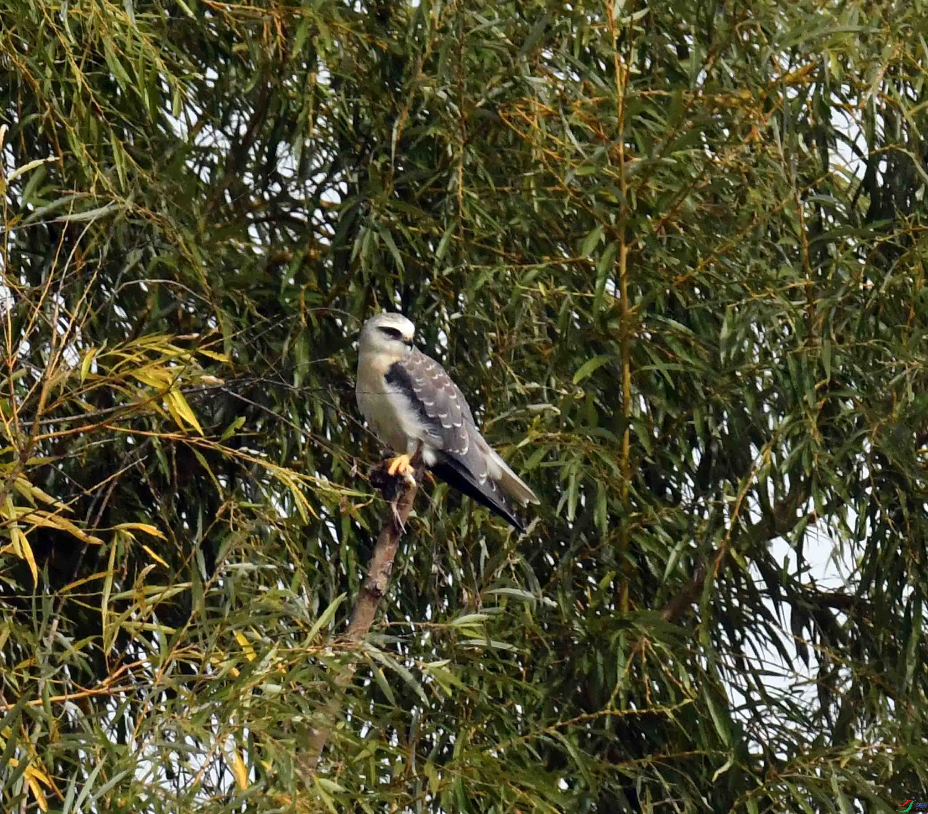 DSC_1108.JPG