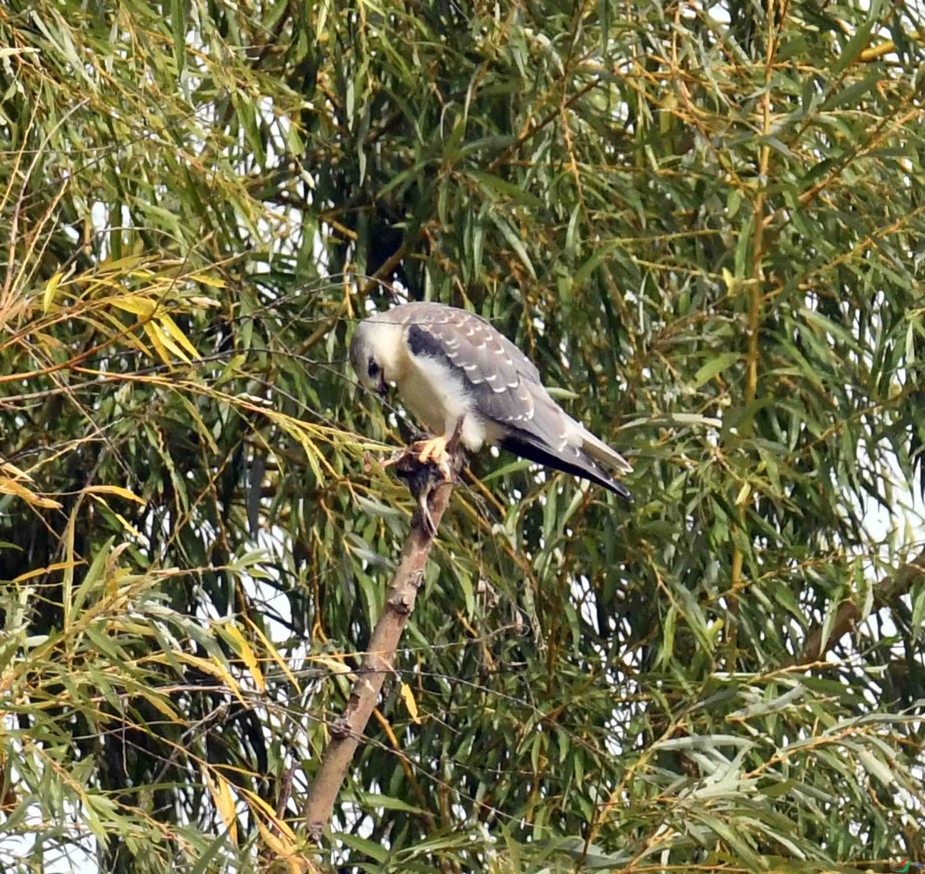 DSC_1113.JPG