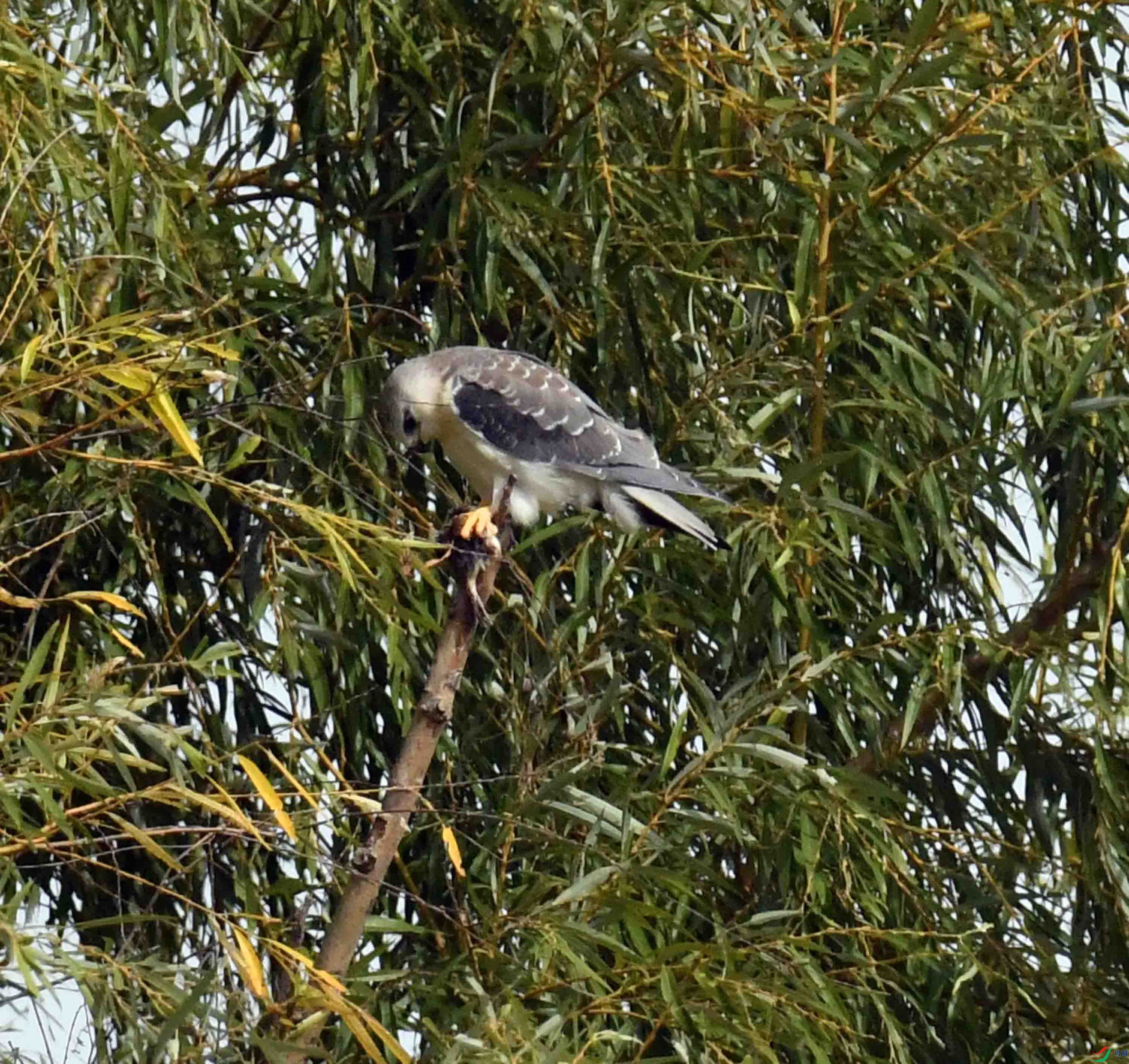 DSC_1114.JPG