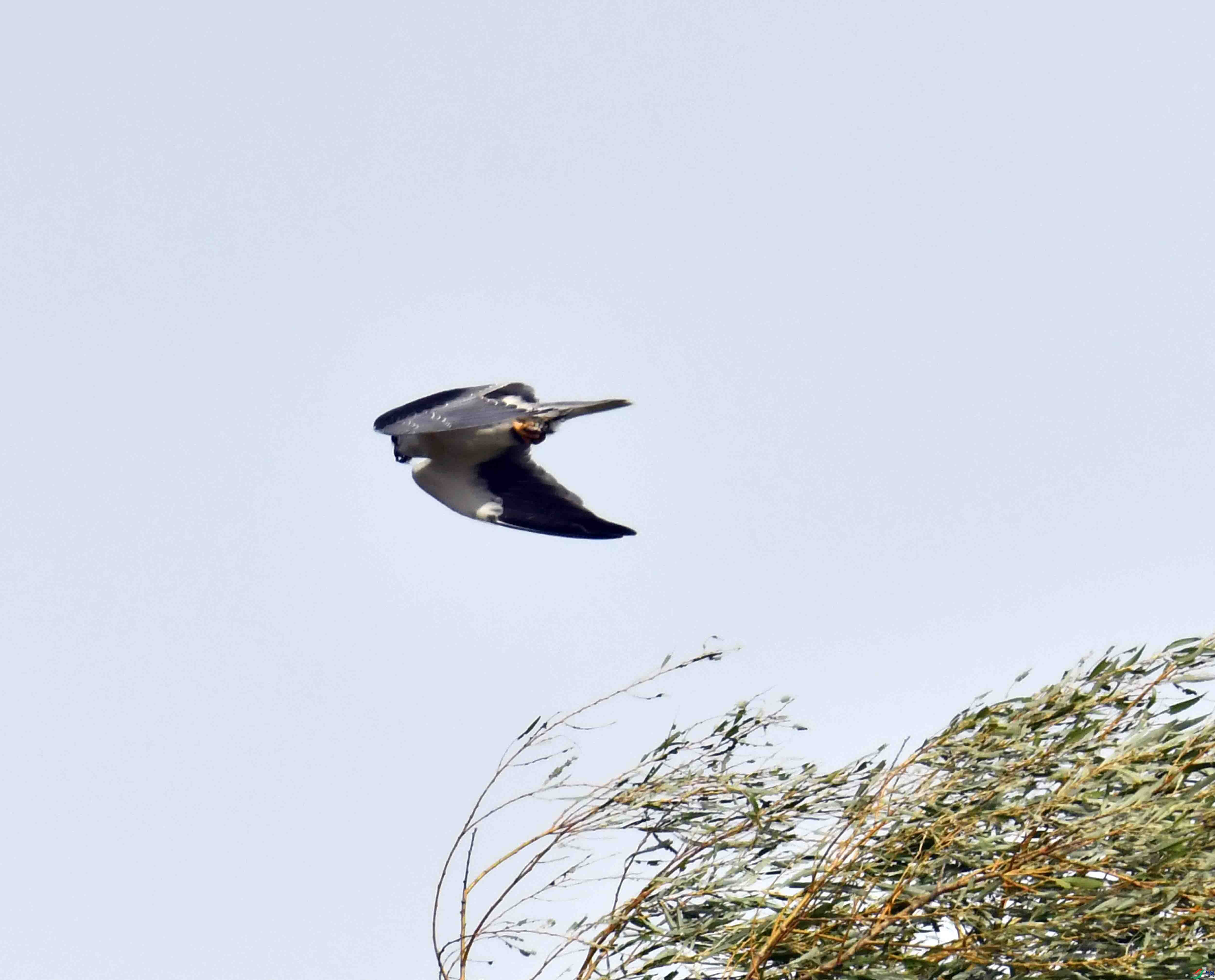 DSC_1244.JPG