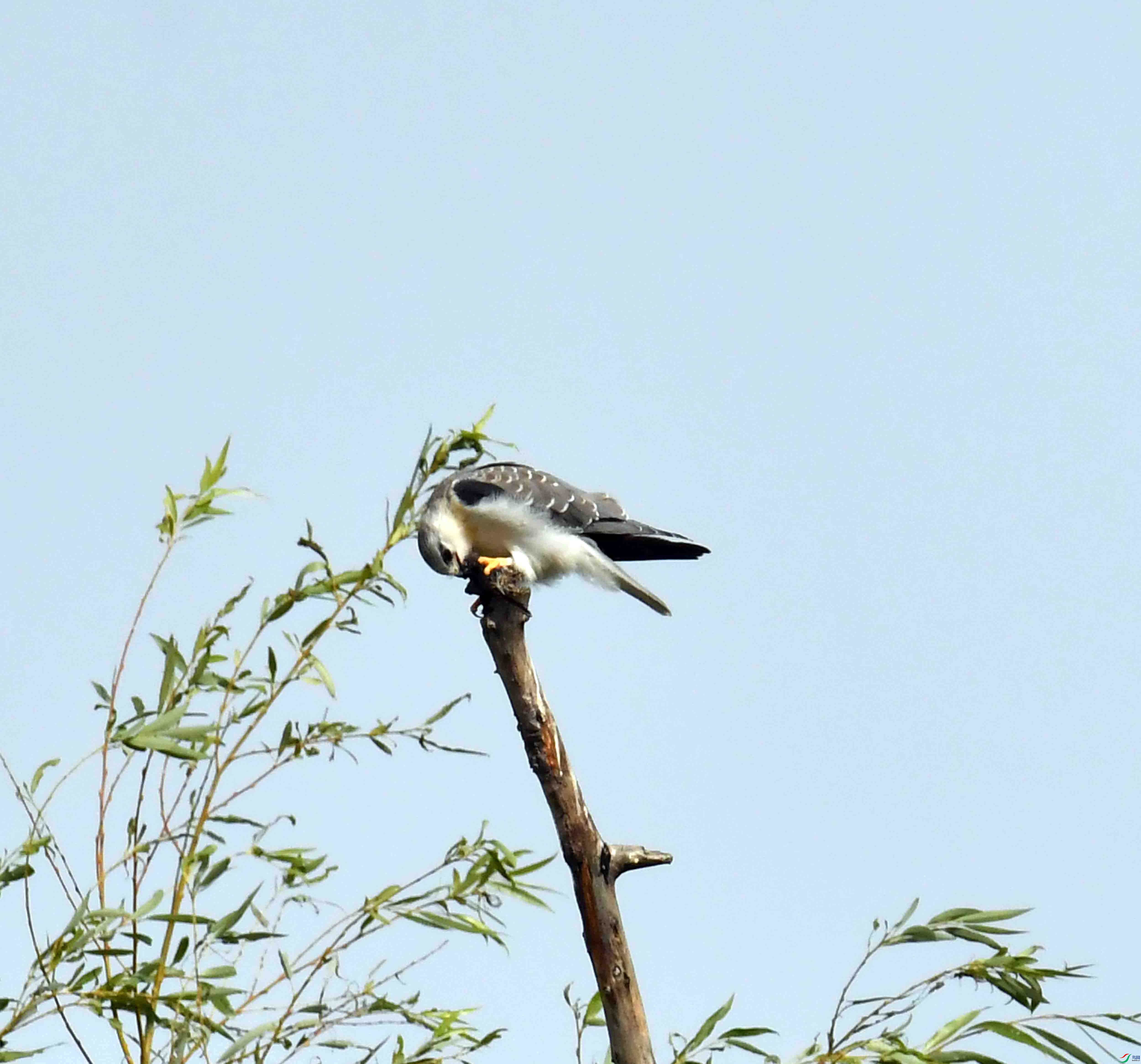DSC_1252.JPG