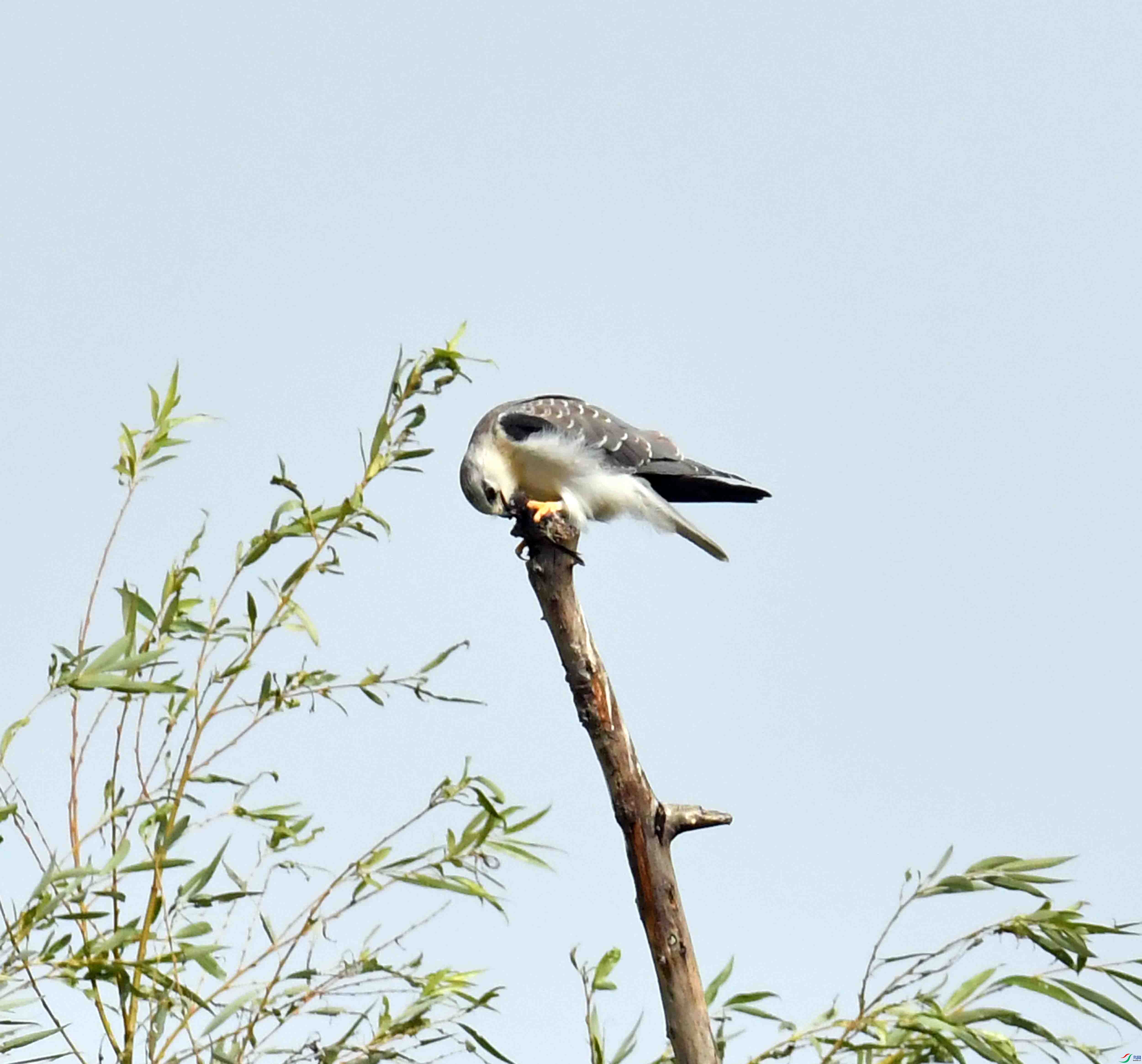 DSC_1253.JPG