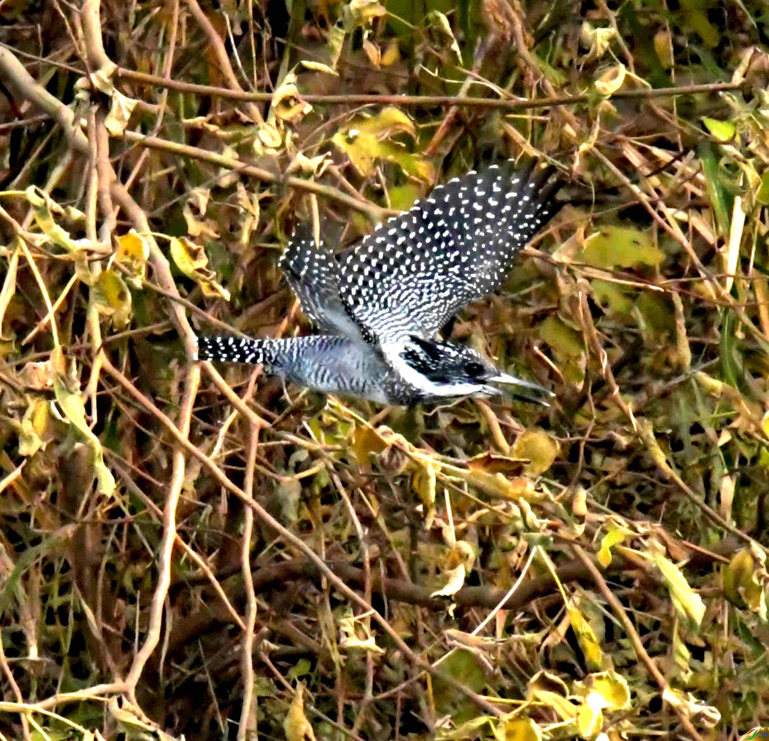 DSC_0305.JPG