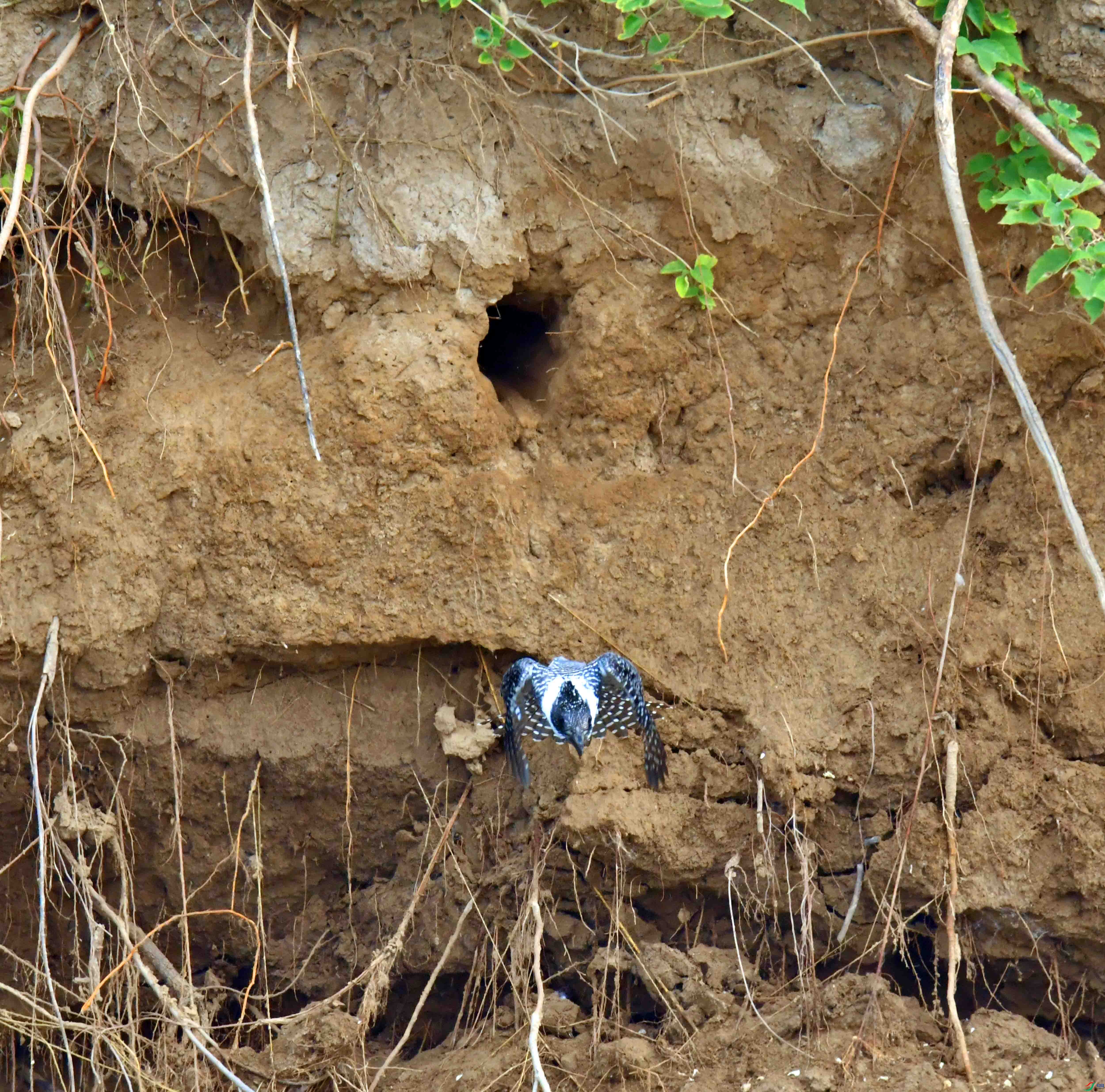 DSC_0590.JPG