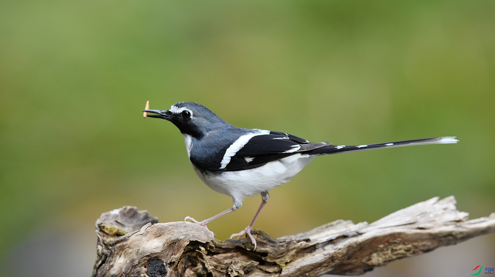 DSC_9656.jpg