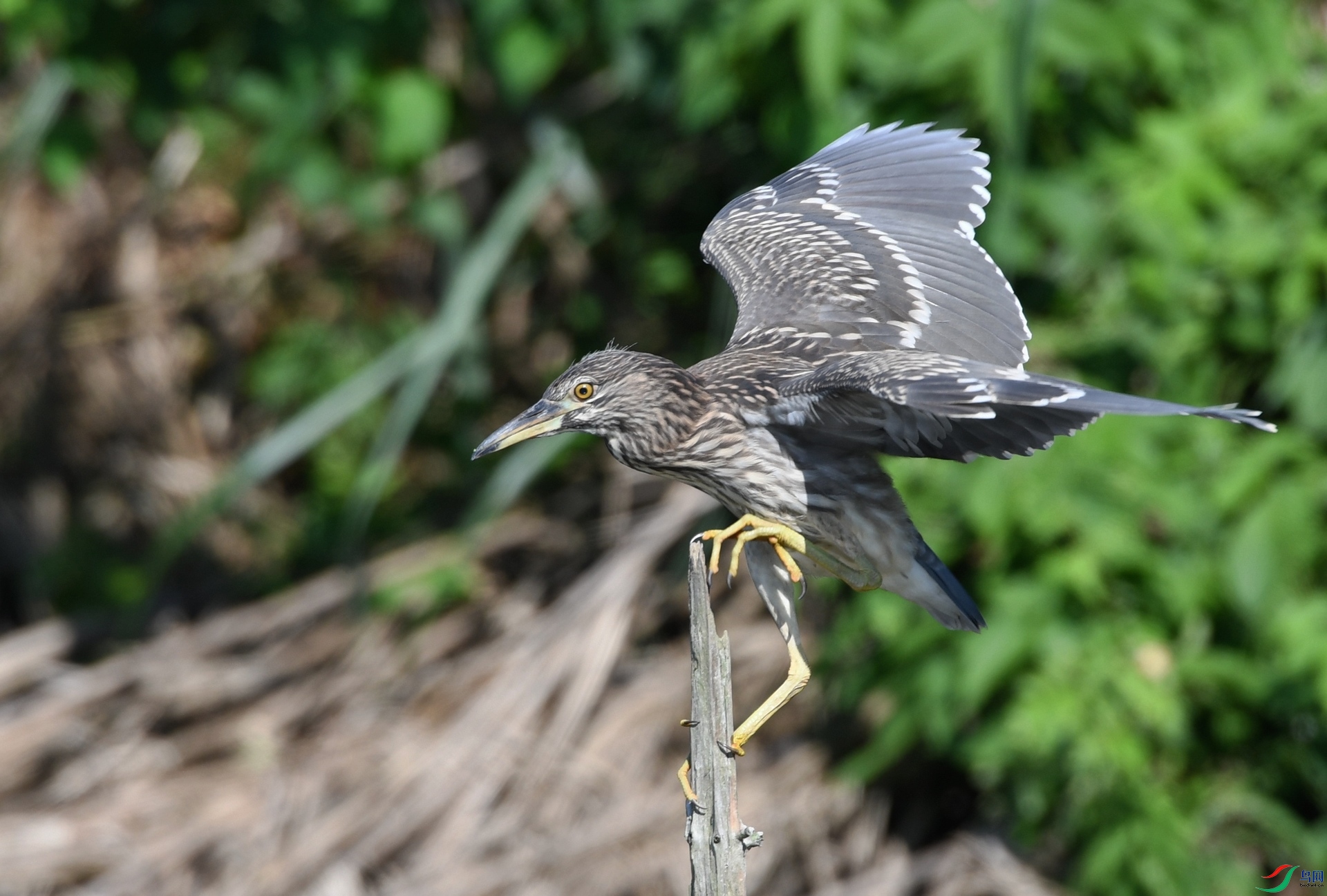 DSC_9202.jpg