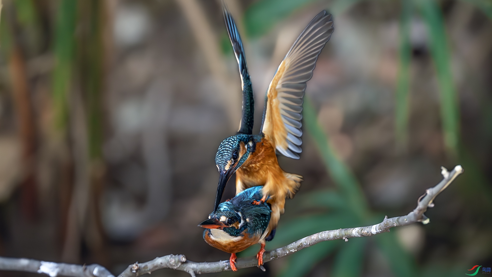 DSC_6247.jpg
