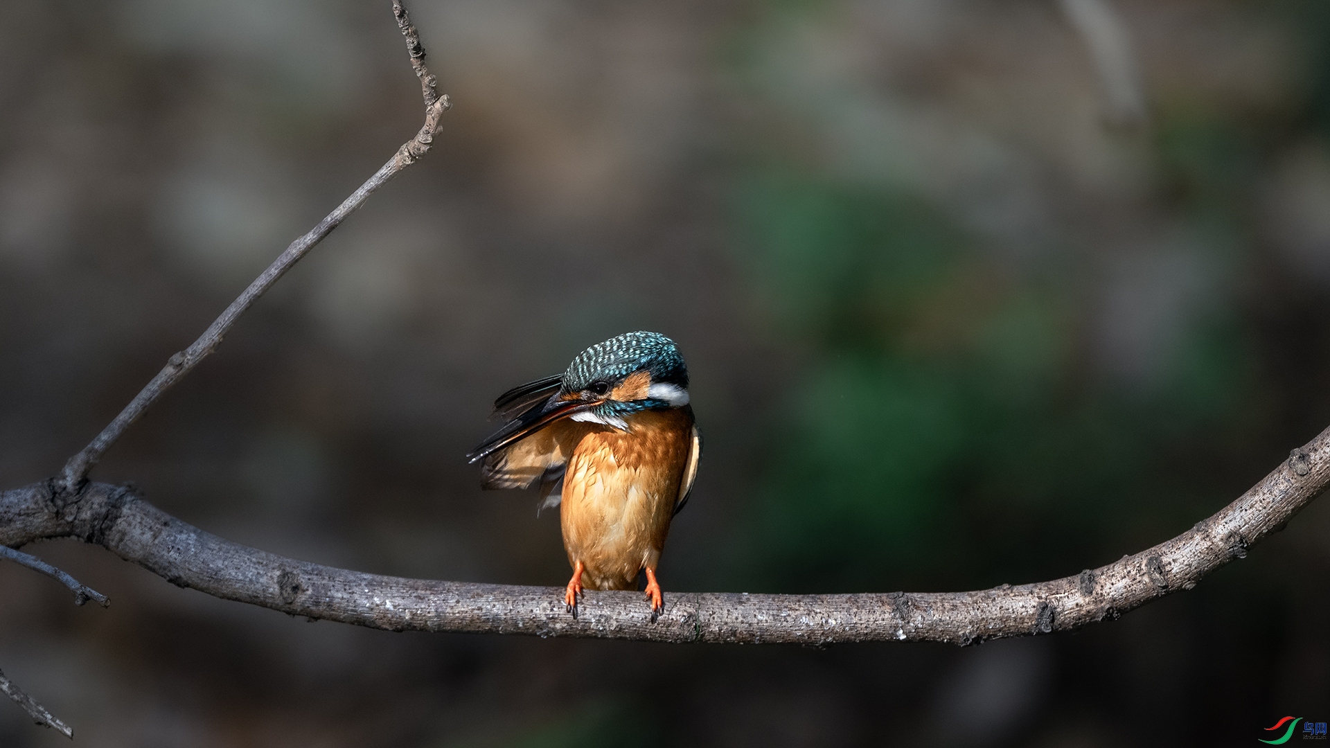 DSC_2278 .jpg