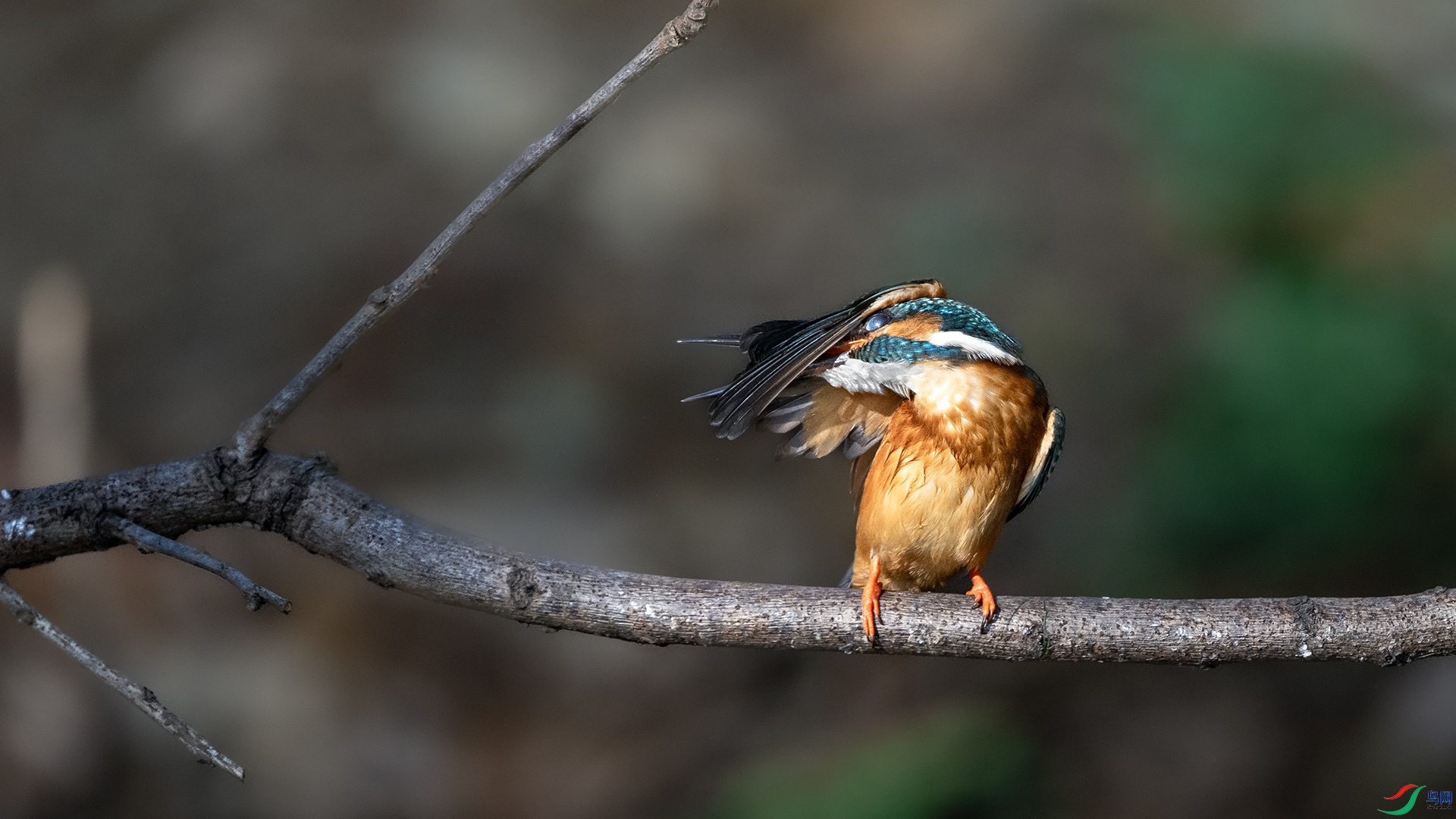 DSC_2331 .jpg