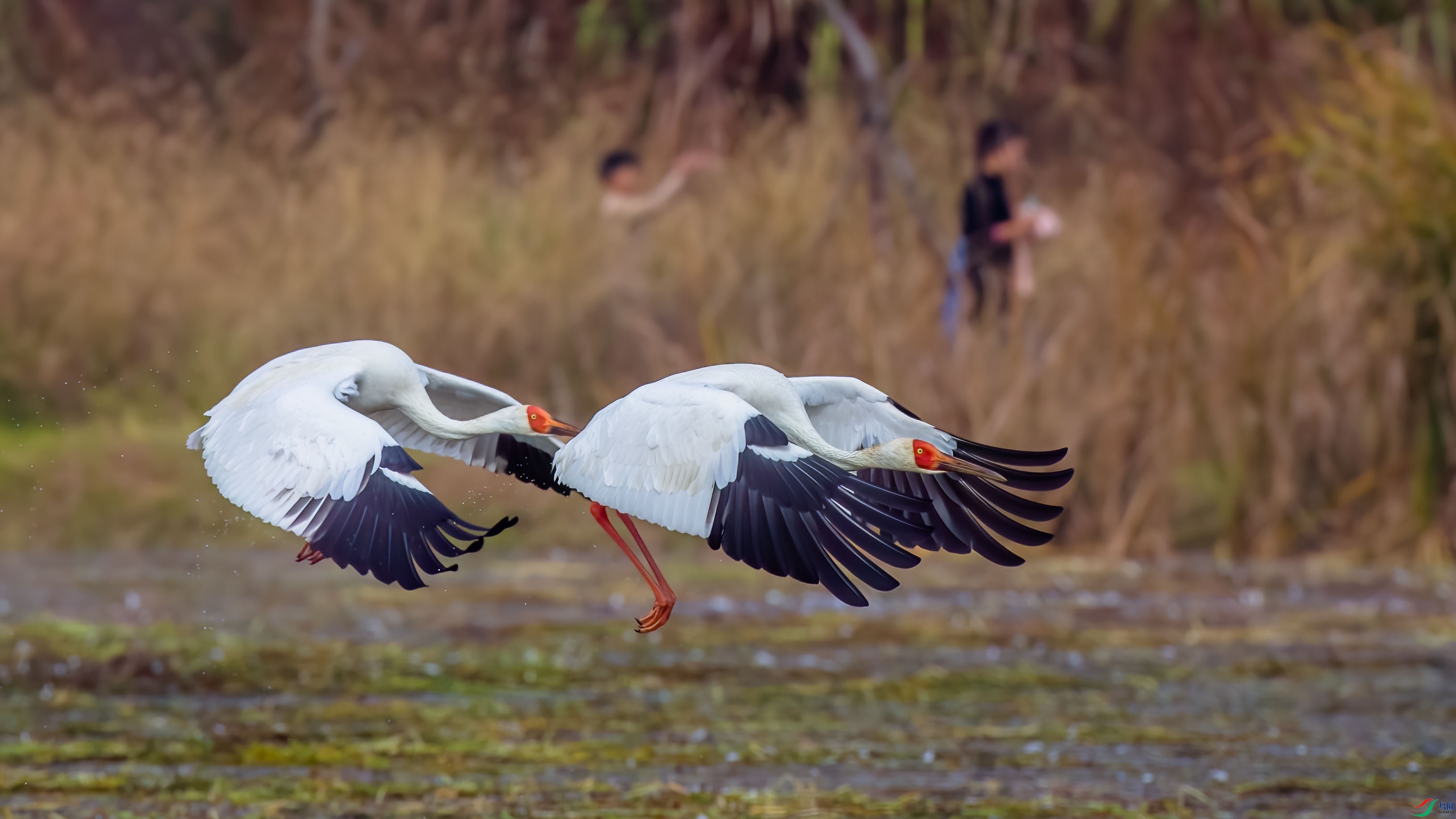 A74X0466��-raw.jpg