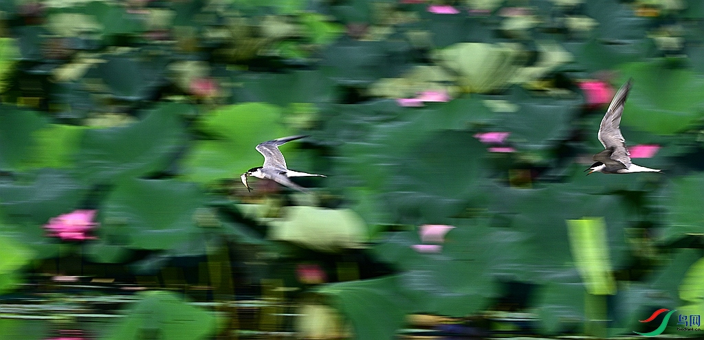 DSC_2655.JPG