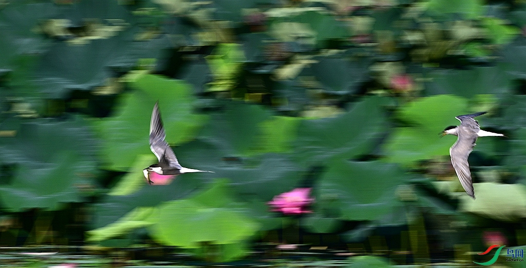 DSC_2657.JPG